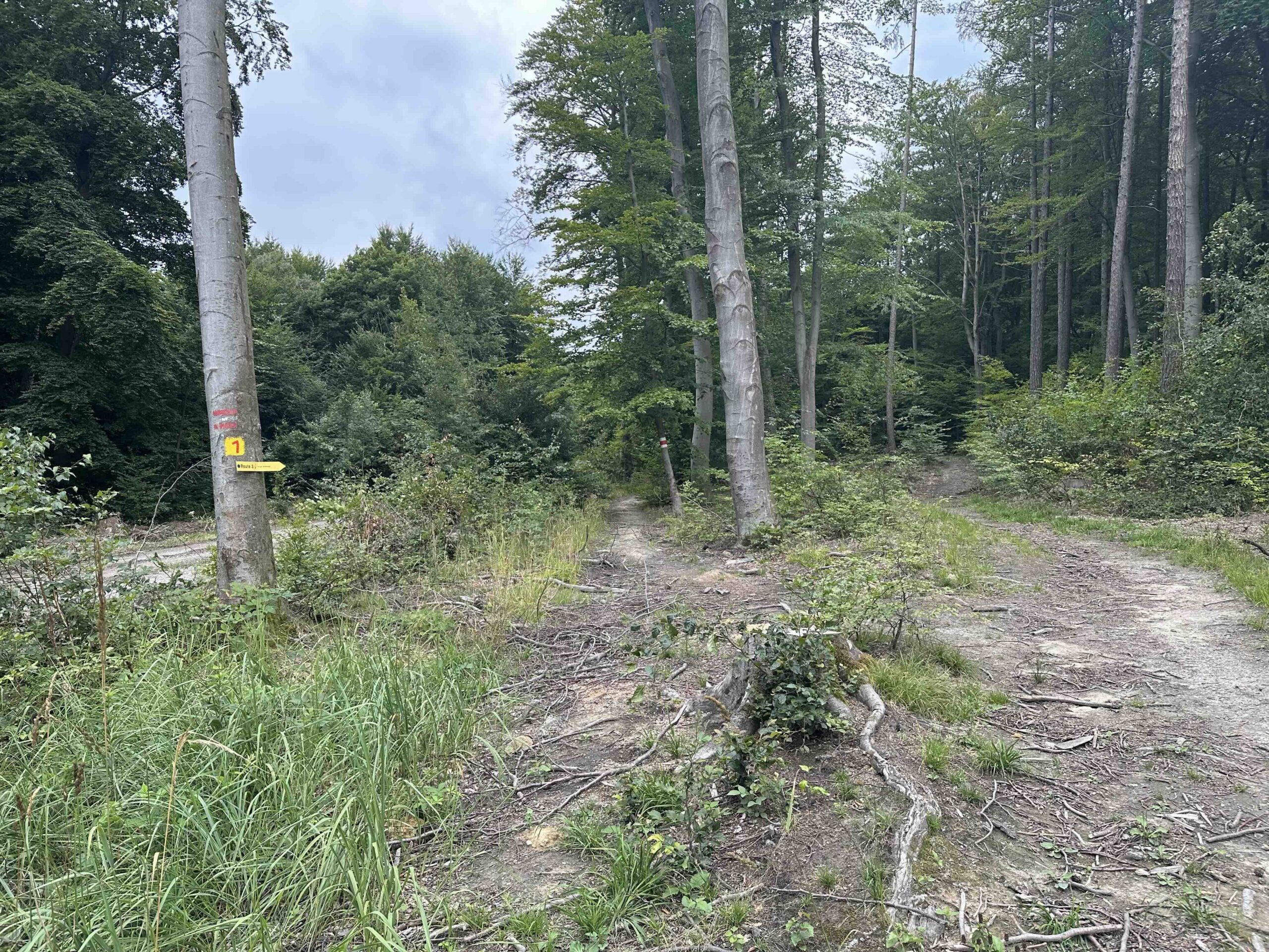 Hainbuch-TulbingerKogel9