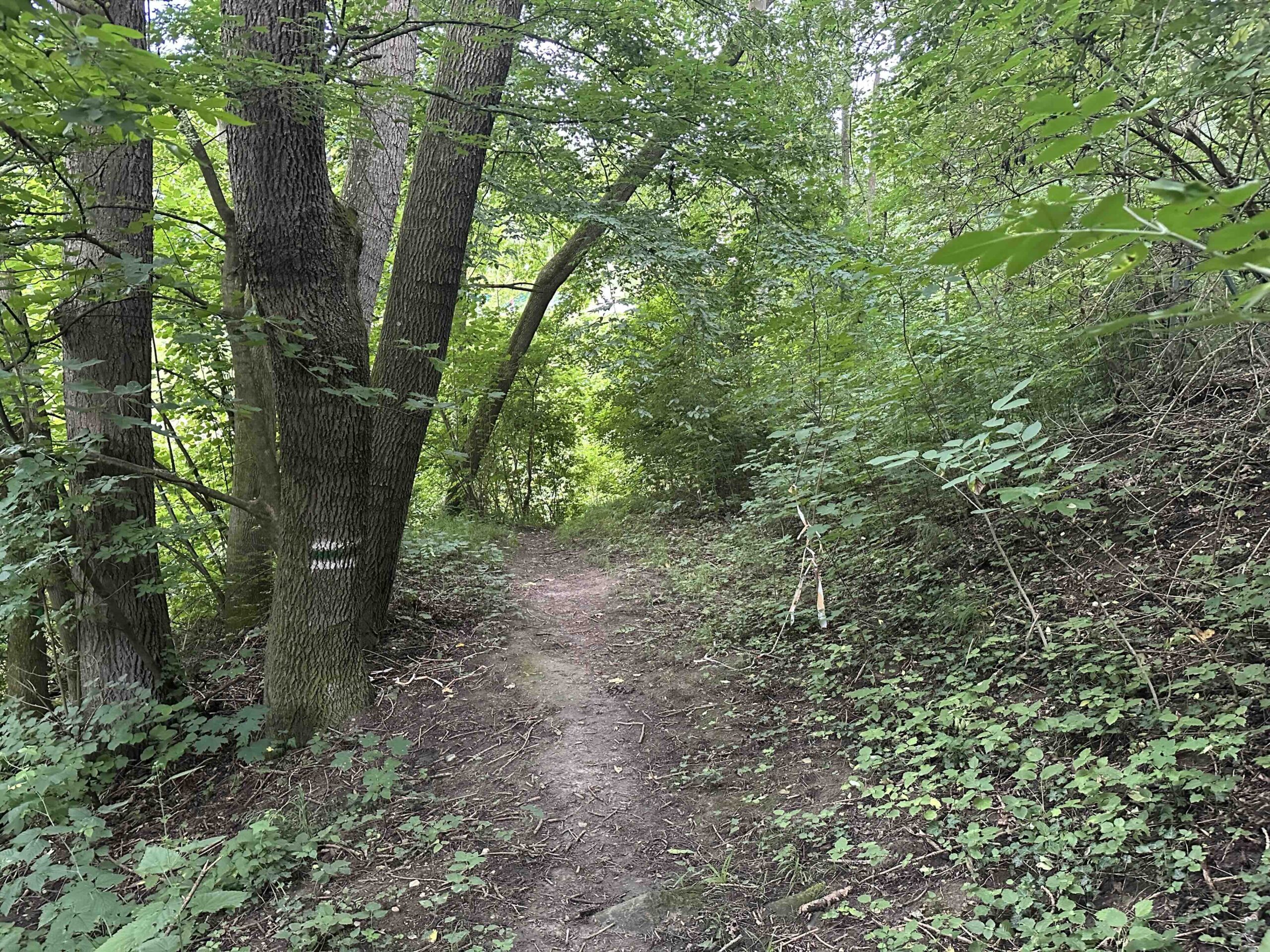 Koenigstetten-Hainbuch10