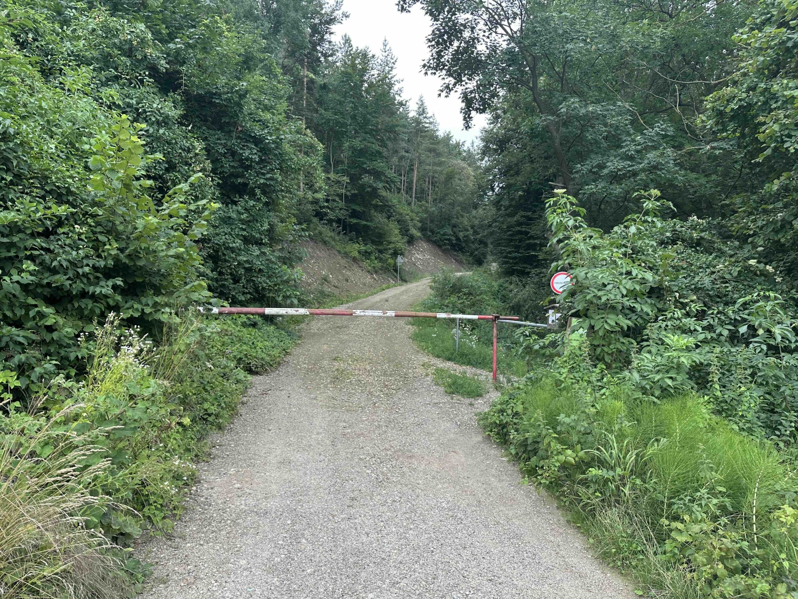 Koenigstetten-Hainbuch14