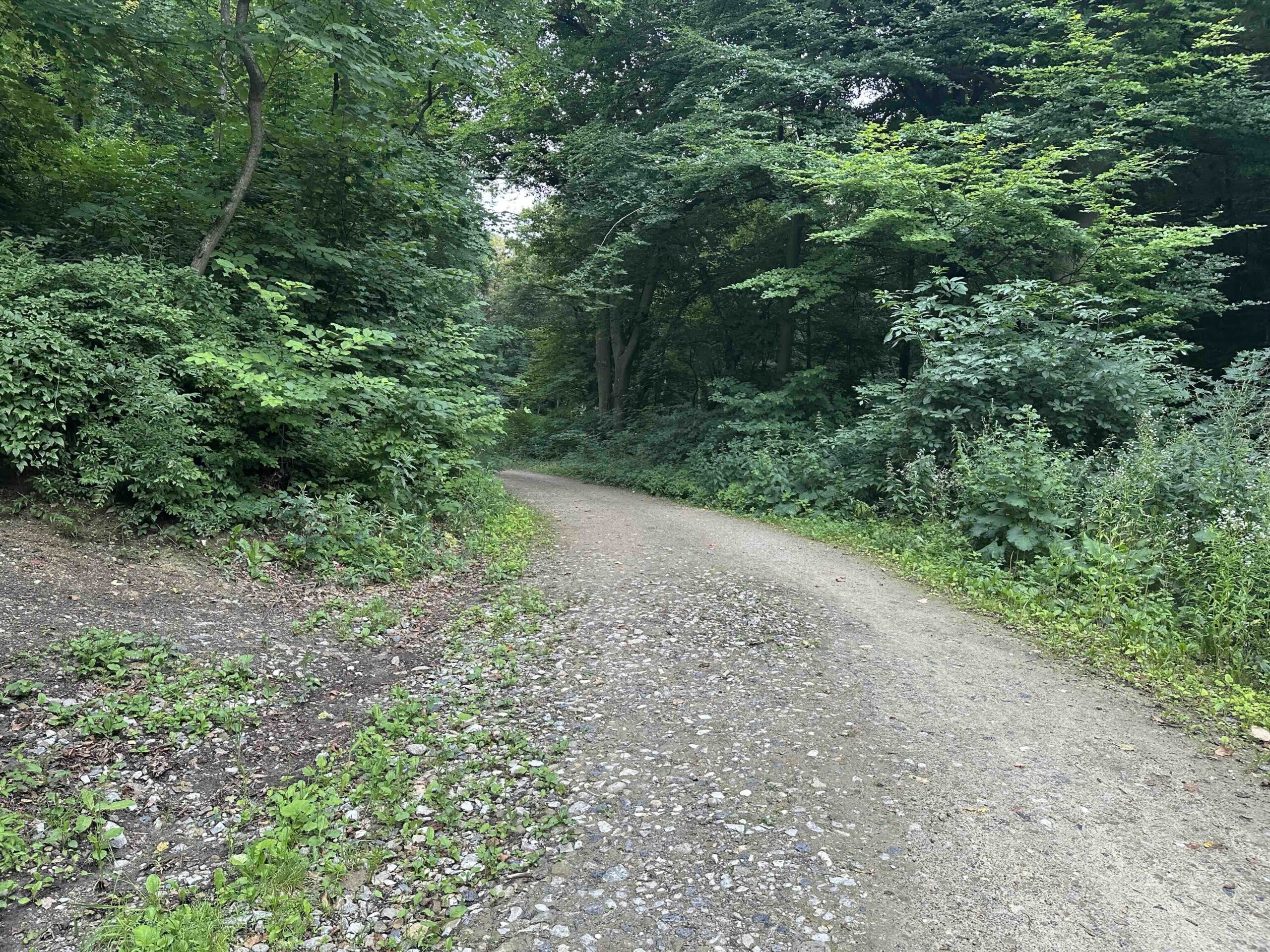 Koenigstetten-Hainbuch15