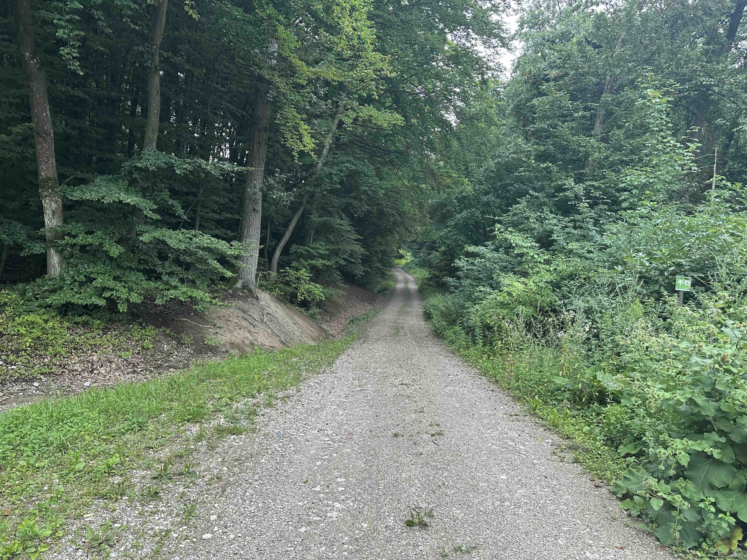 Koenigstetten-Hainbuch16