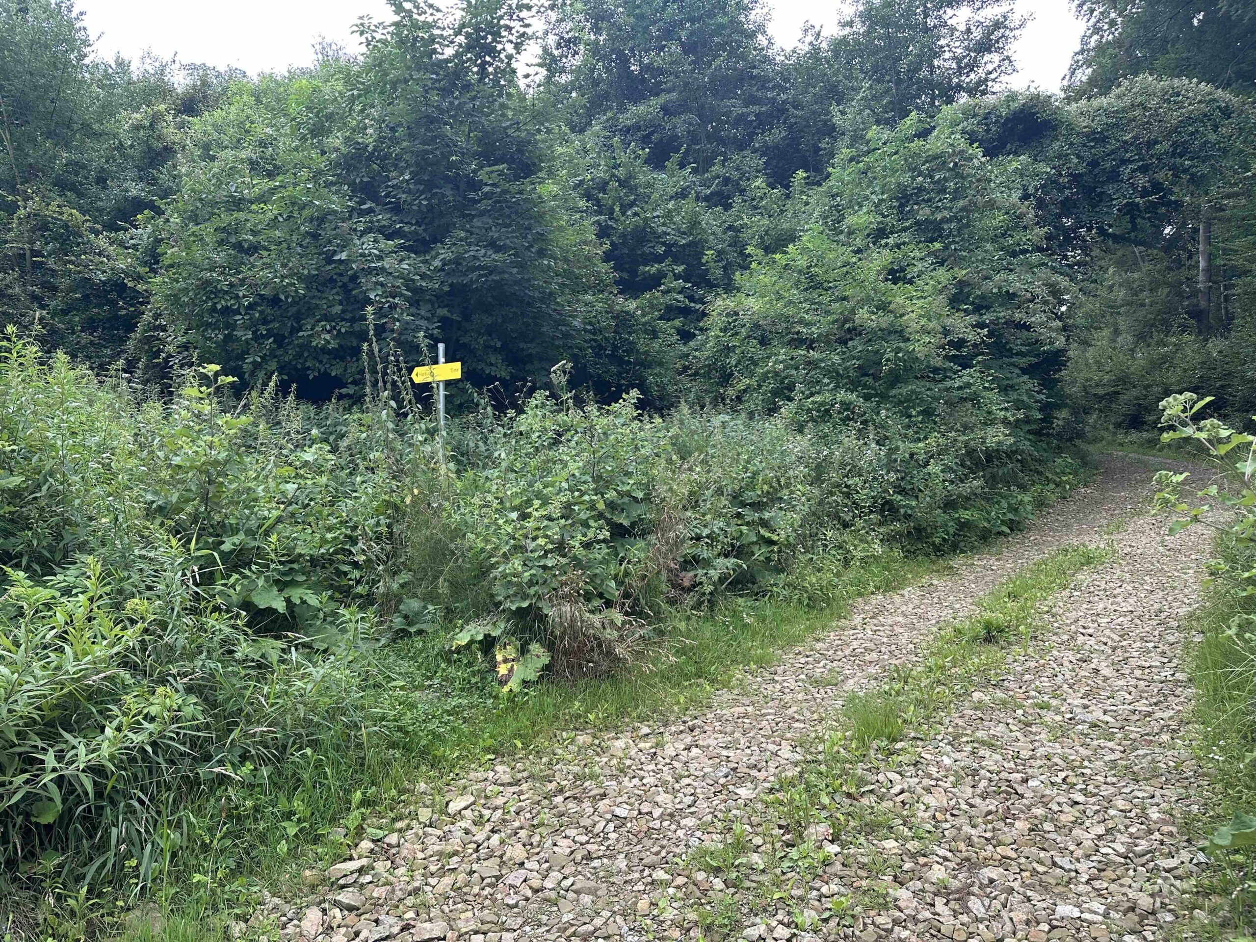 Koenigstetten-Hainbuch18