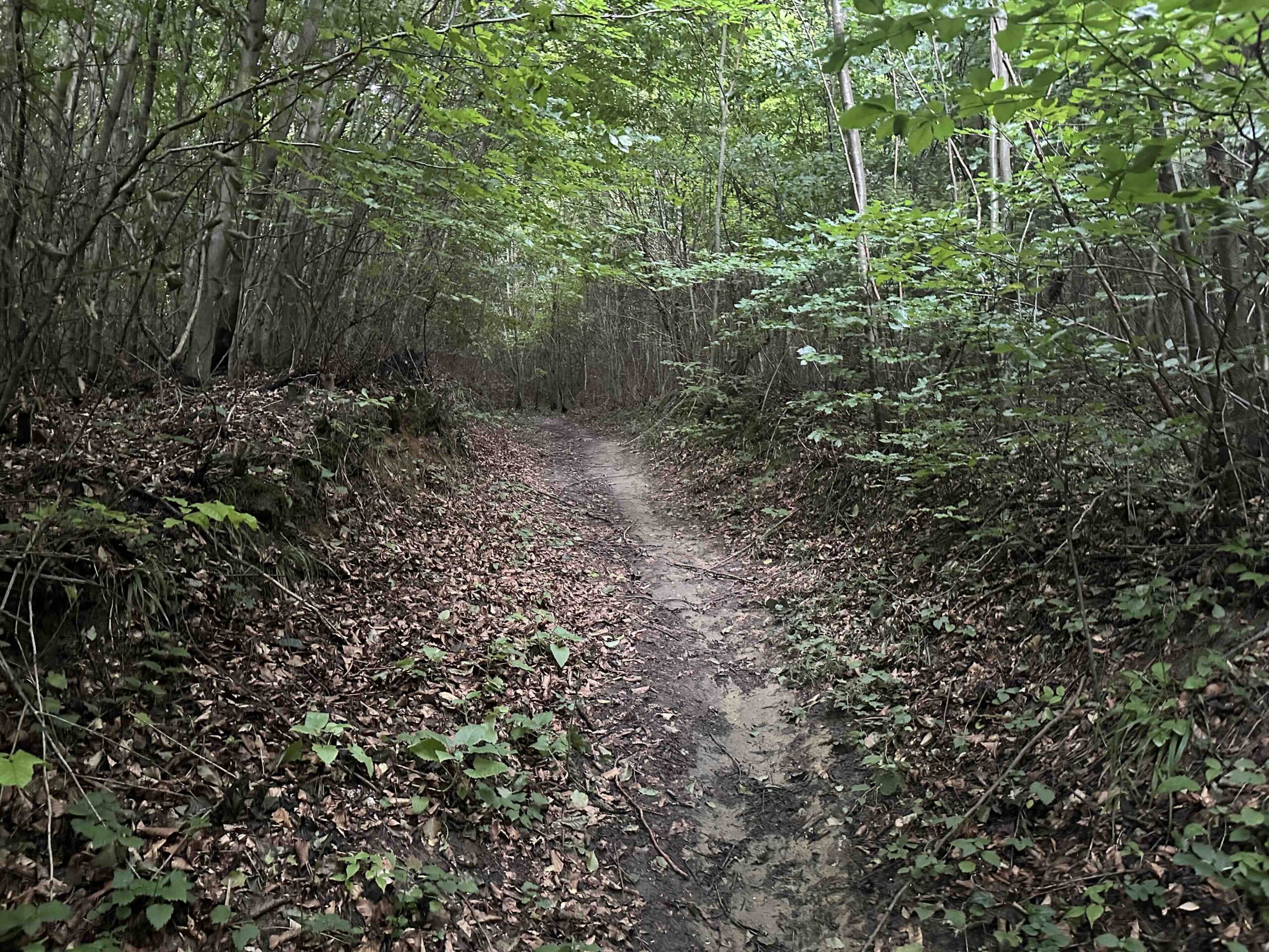 Koenigstetten-Hainbuch19