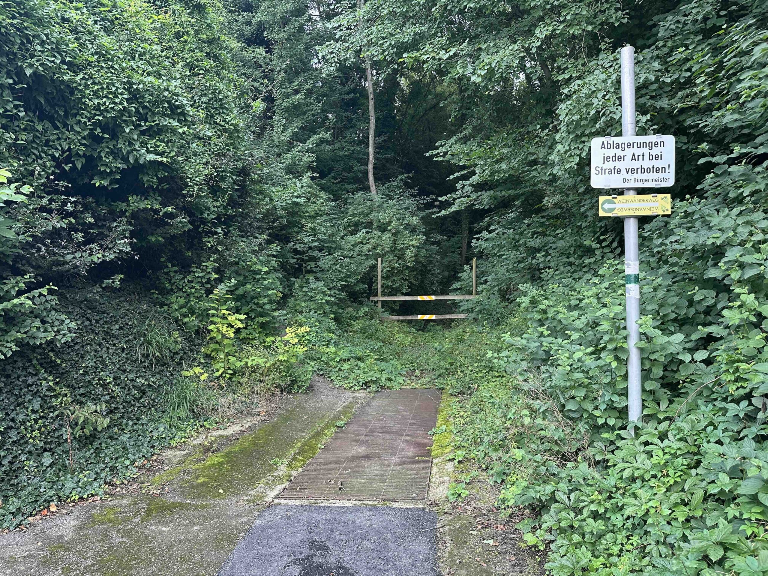 Koenigstetten-Hainbuch2