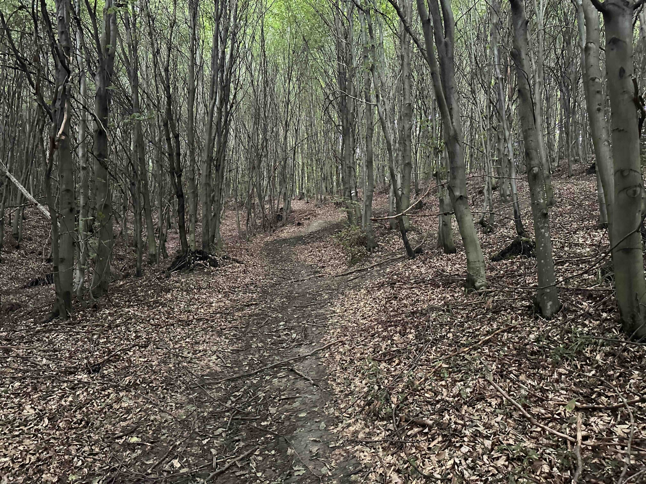 Koenigstetten-Hainbuch20