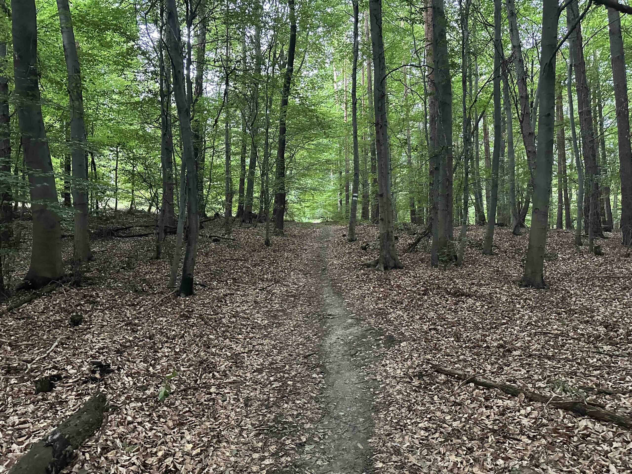 Koenigstetten-Hainbuch21