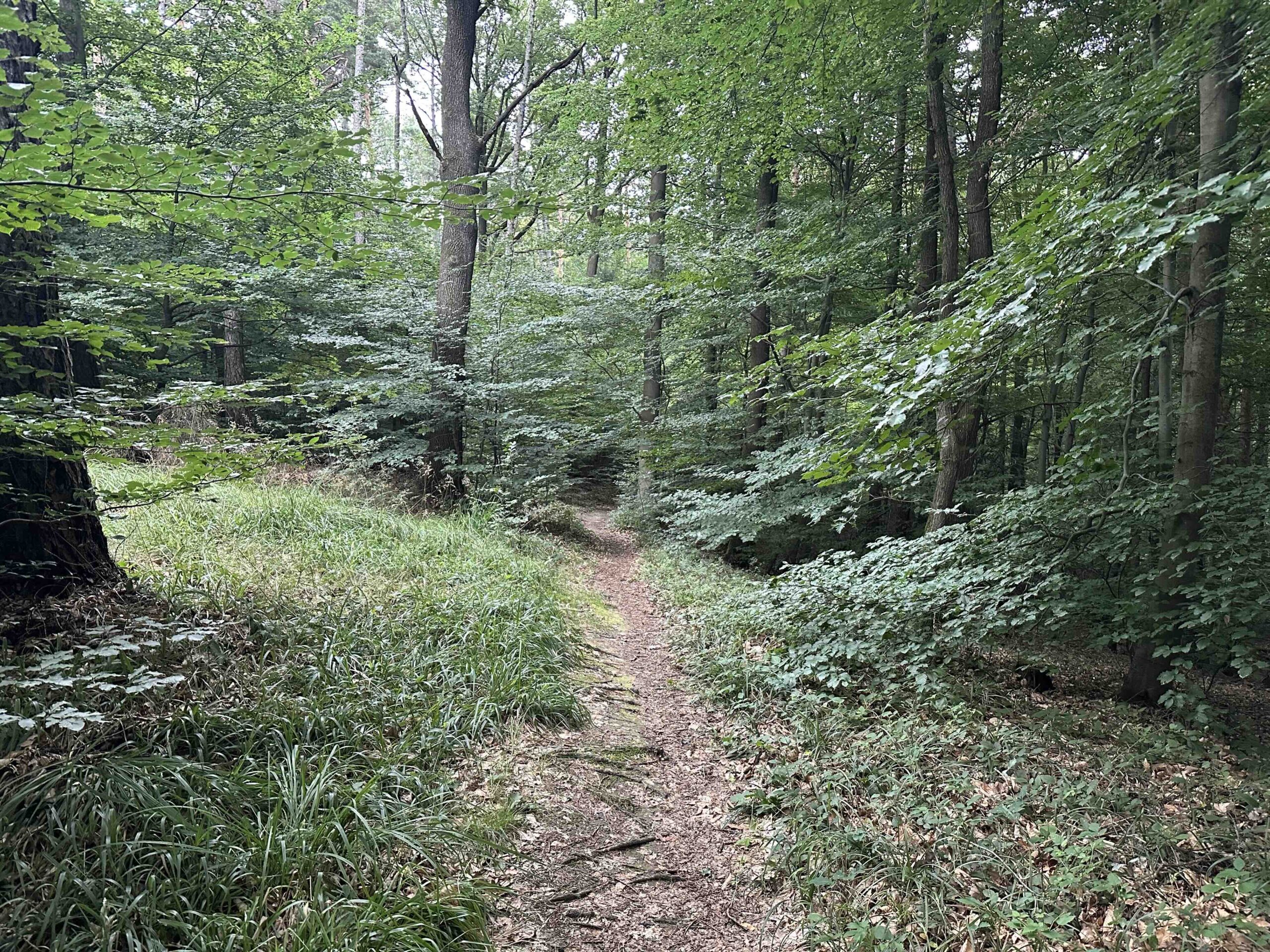 Koenigstetten-Hainbuch22