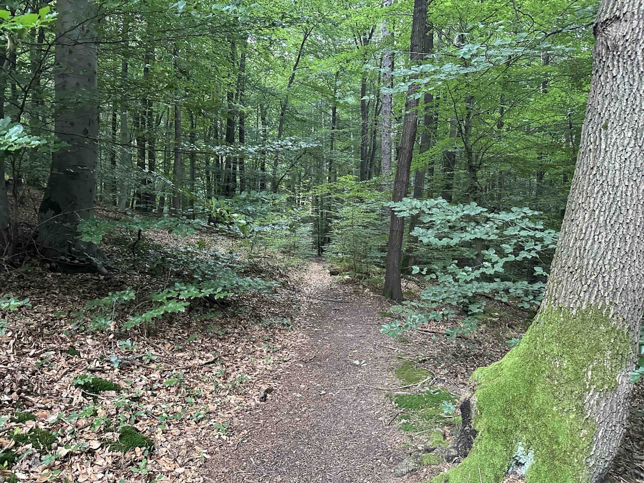 Koenigstetten-Hainbuch23