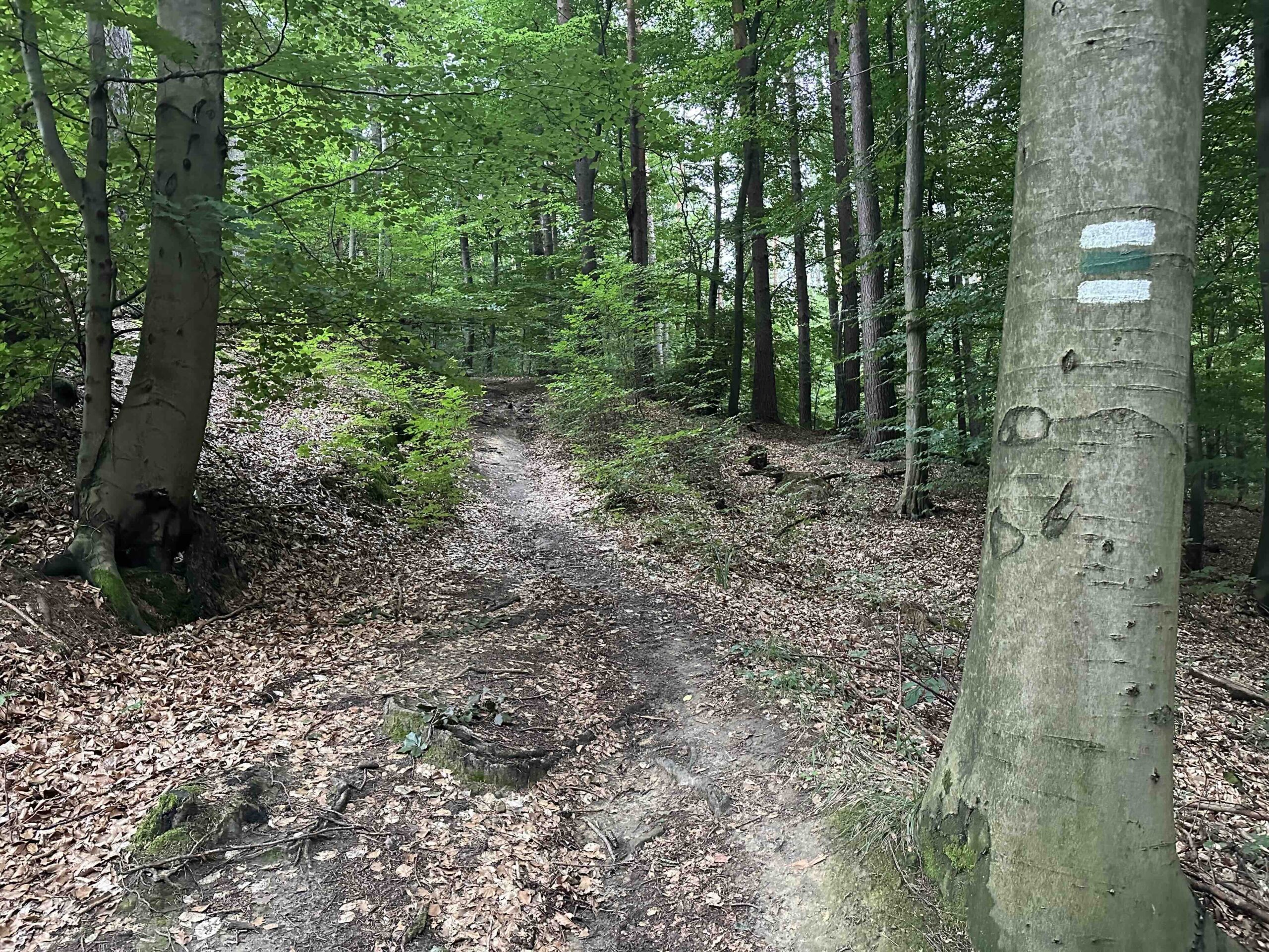 Koenigstetten-Hainbuch24