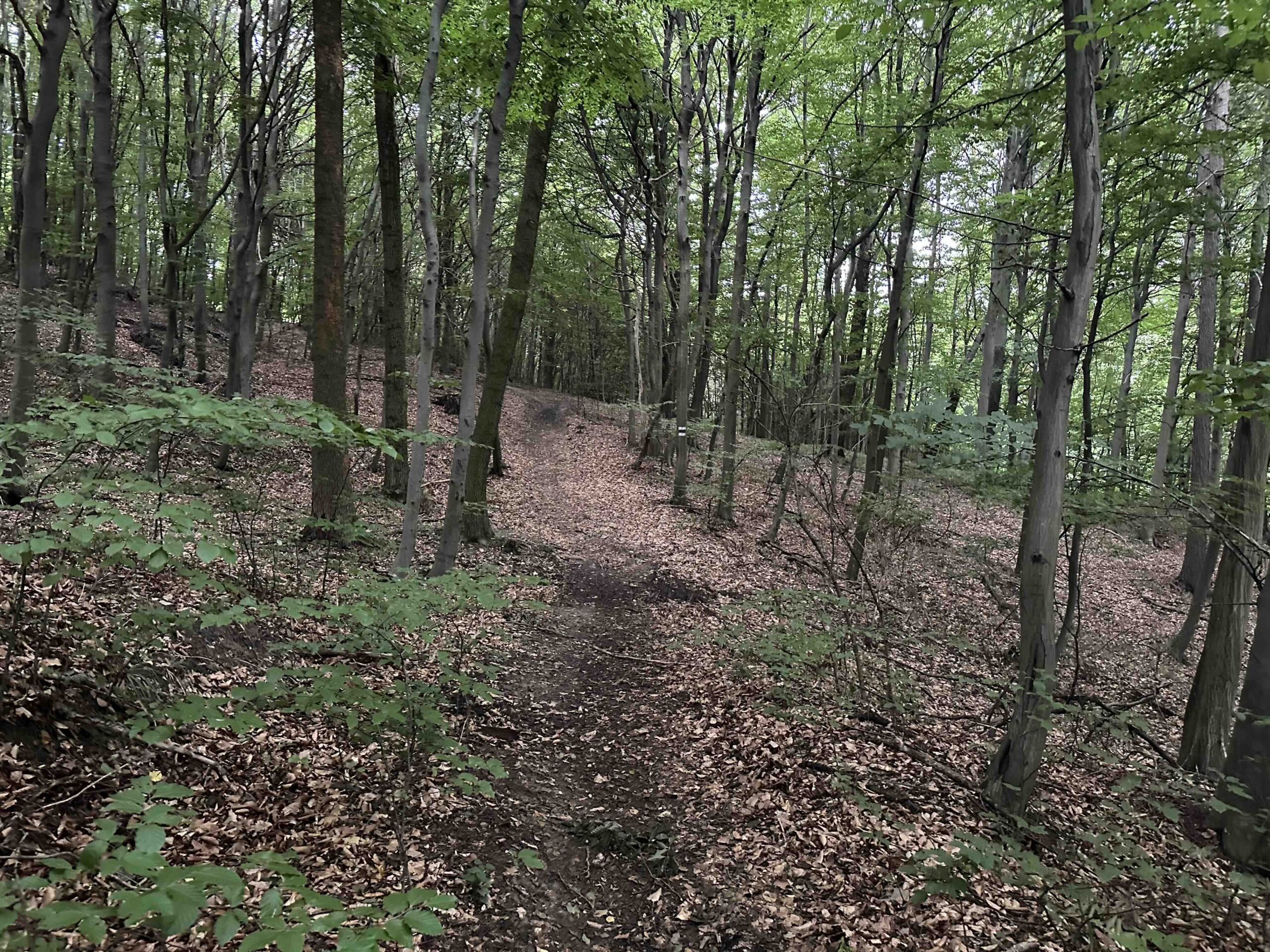 Koenigstetten-Hainbuch25