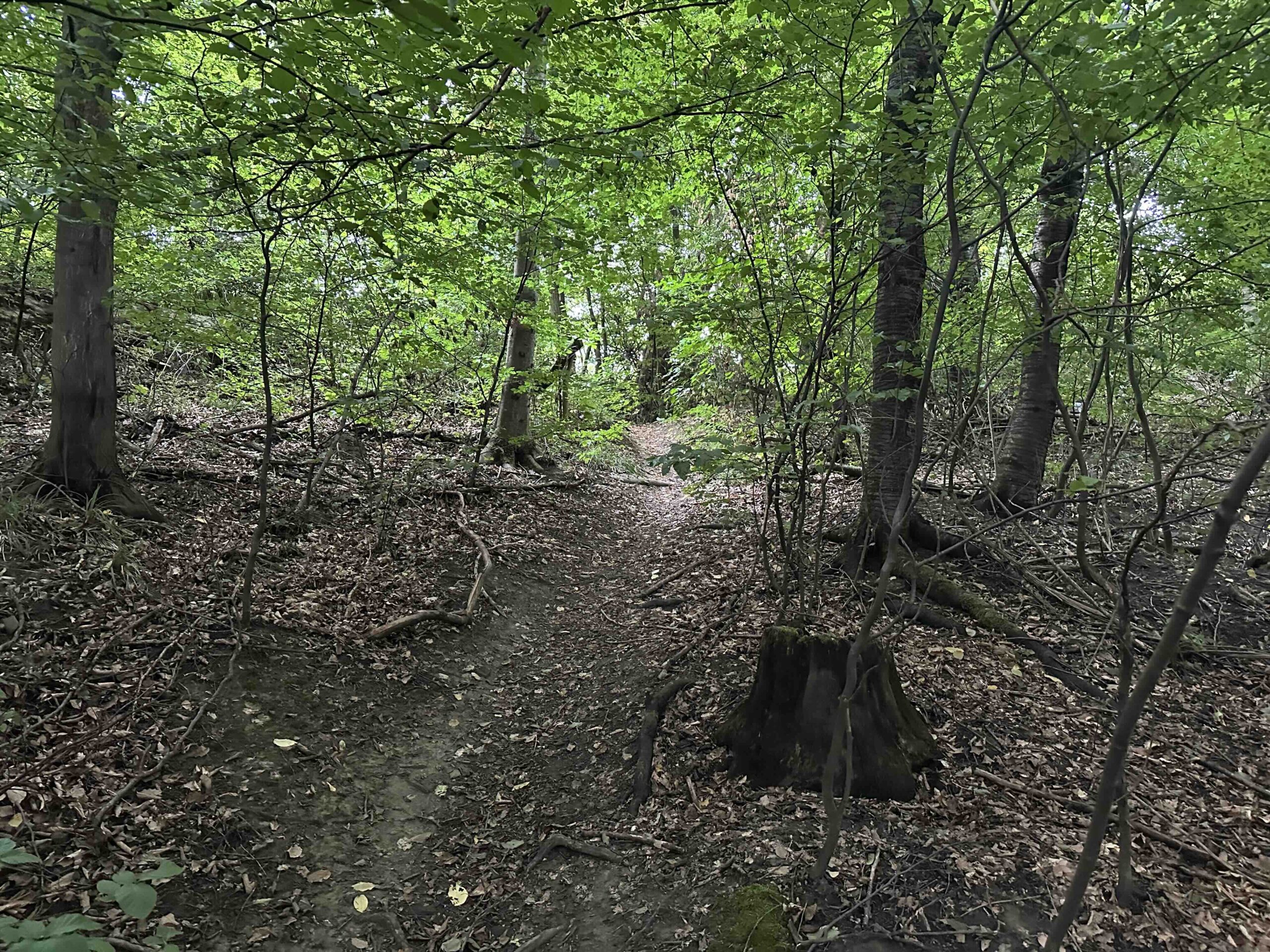 Koenigstetten-Hainbuch26