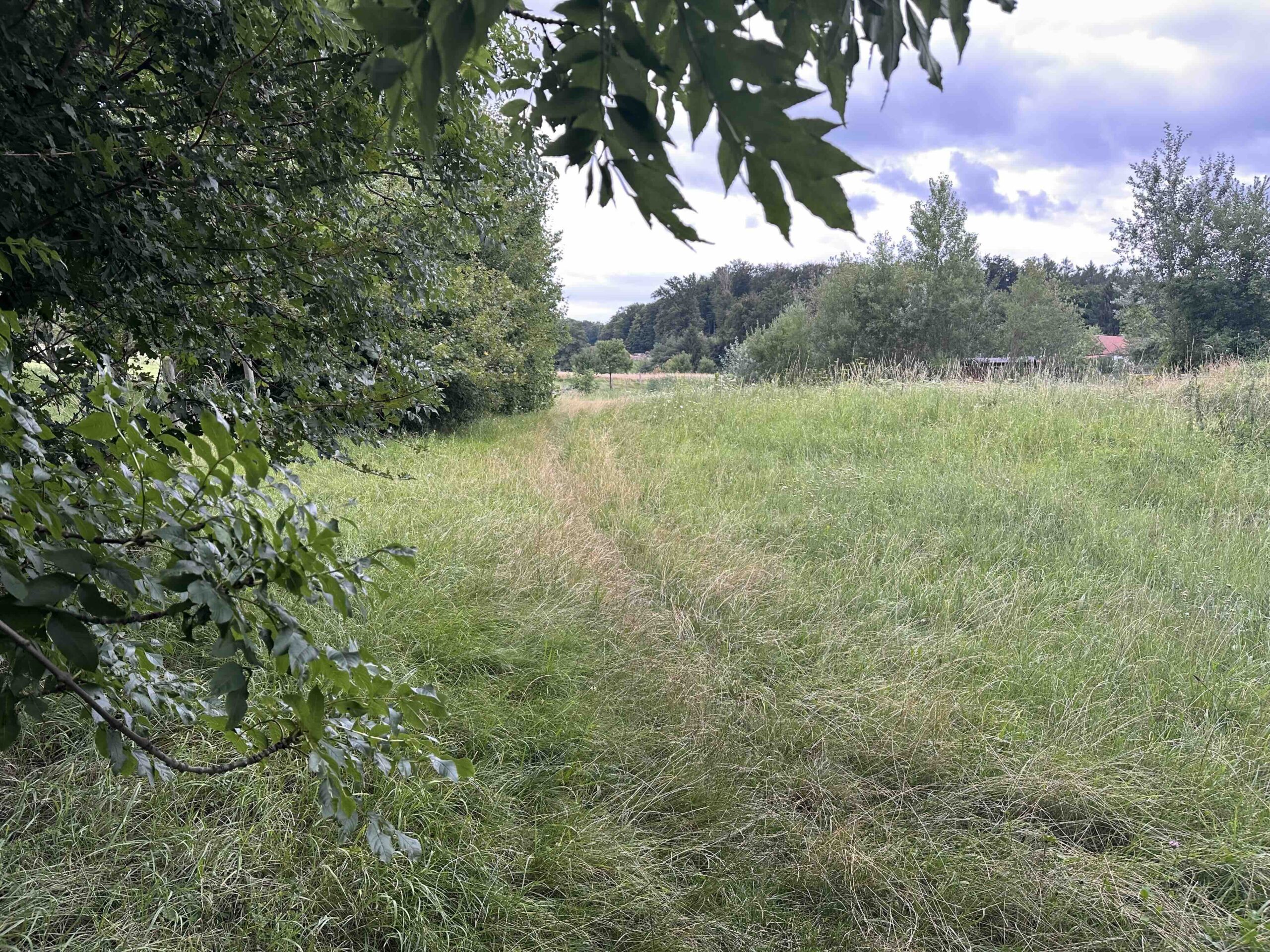 Koenigstetten-Hainbuch27