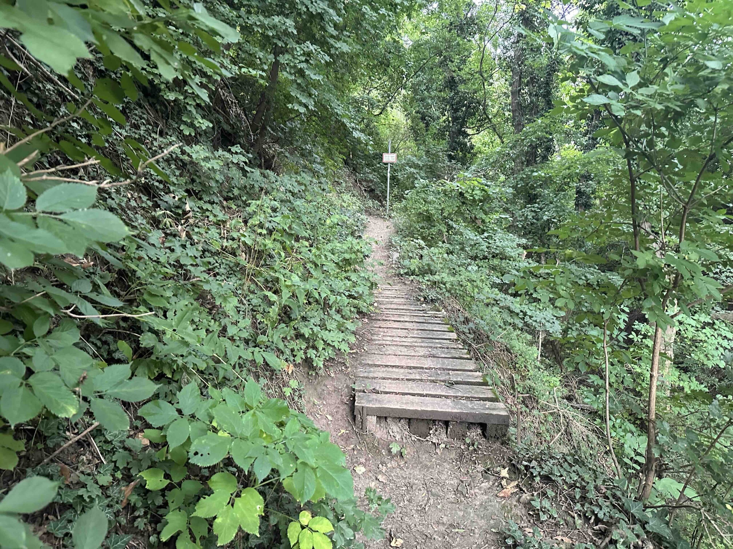 Koenigstetten-Hainbuch3