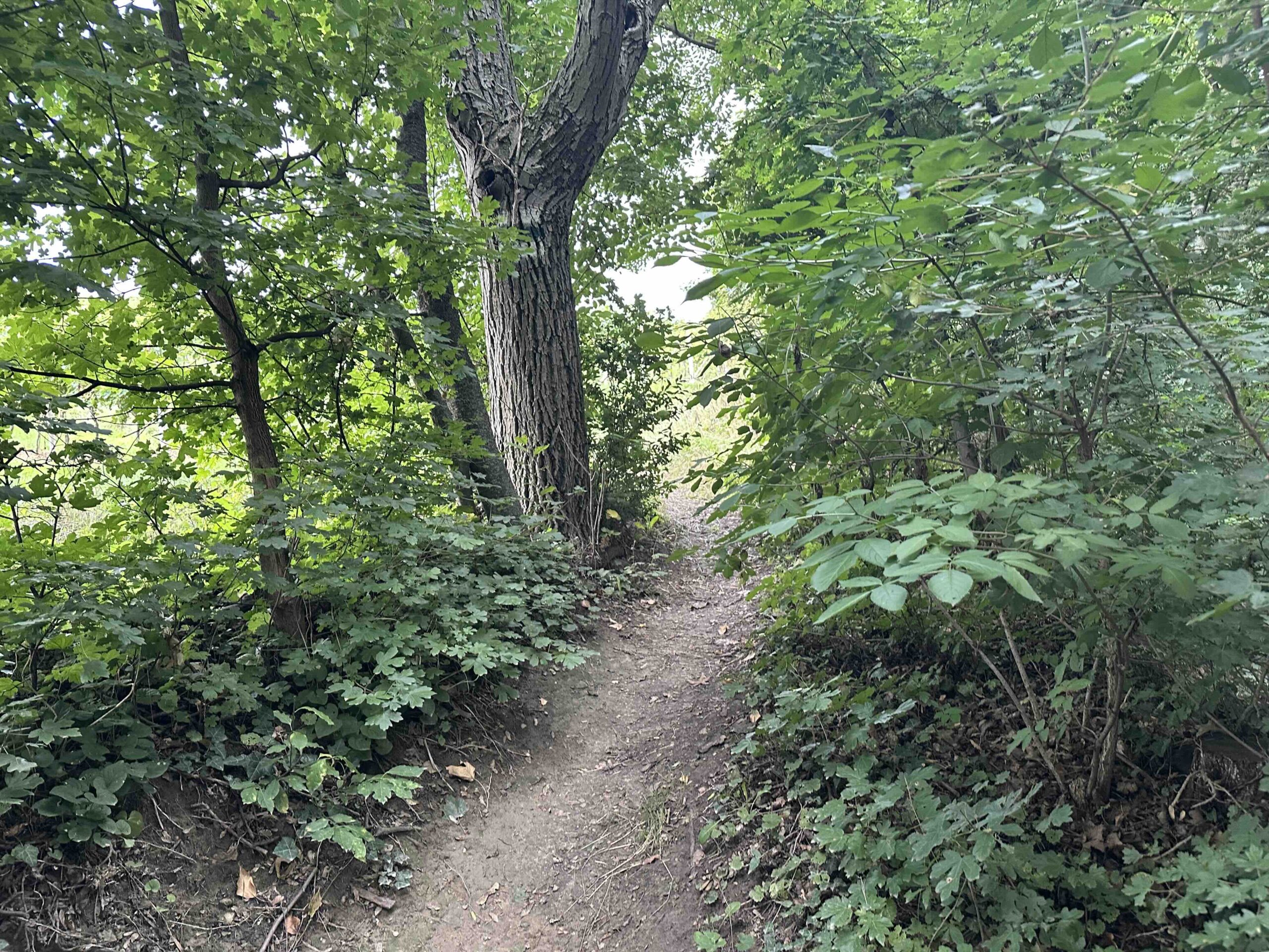 Koenigstetten-Hainbuch4