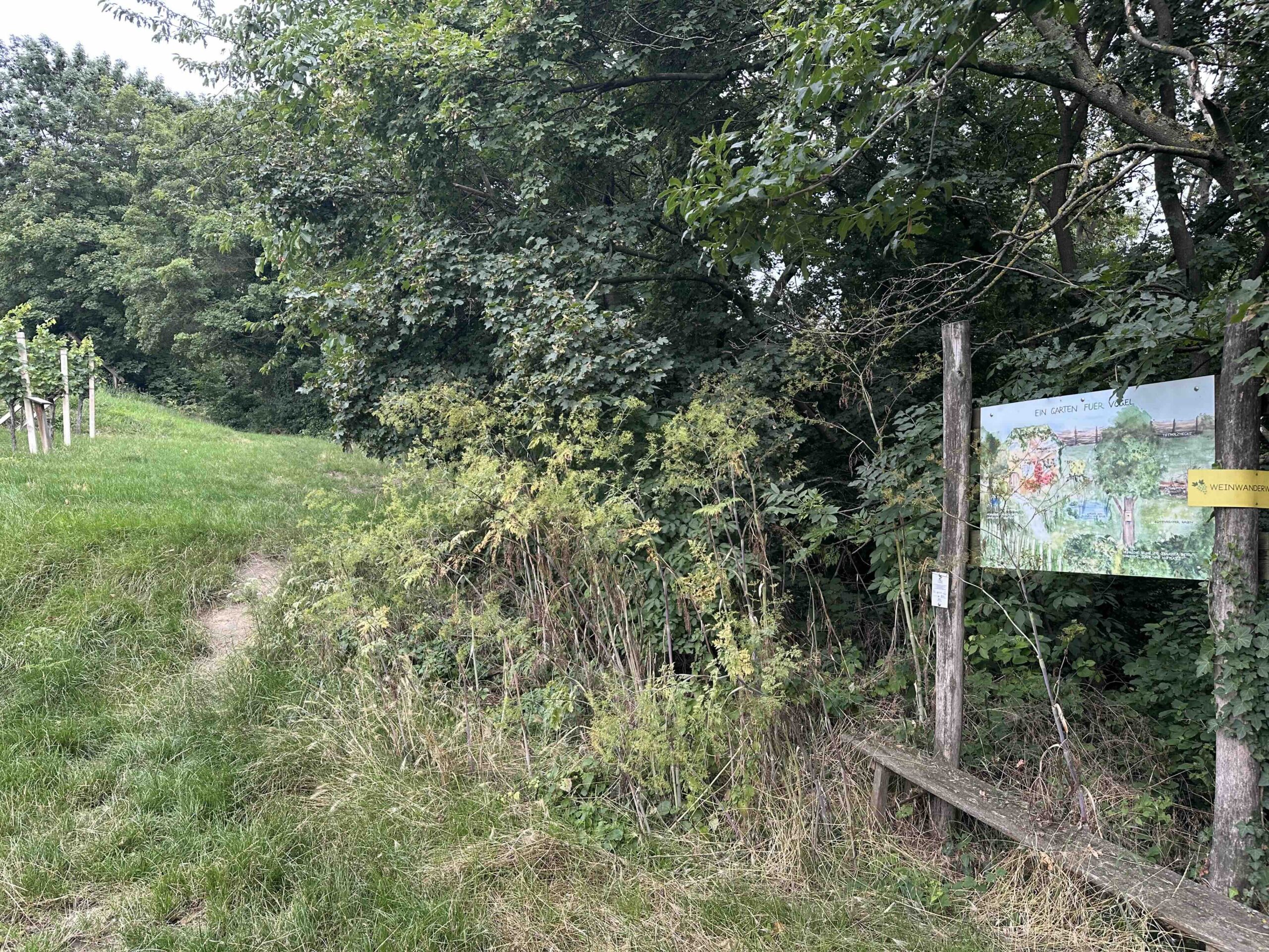 Koenigstetten-Hainbuch5