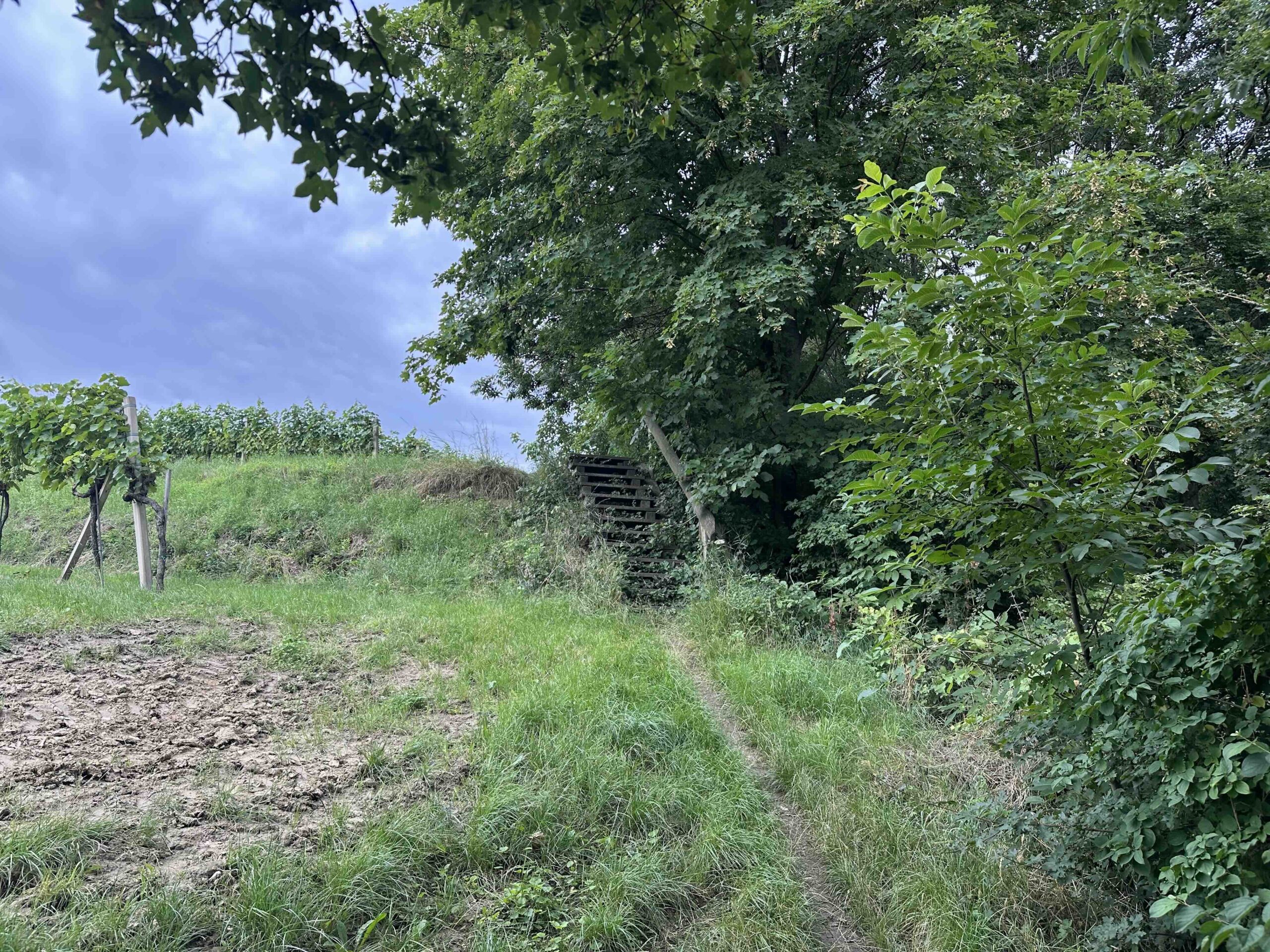 Koenigstetten-Hainbuch6