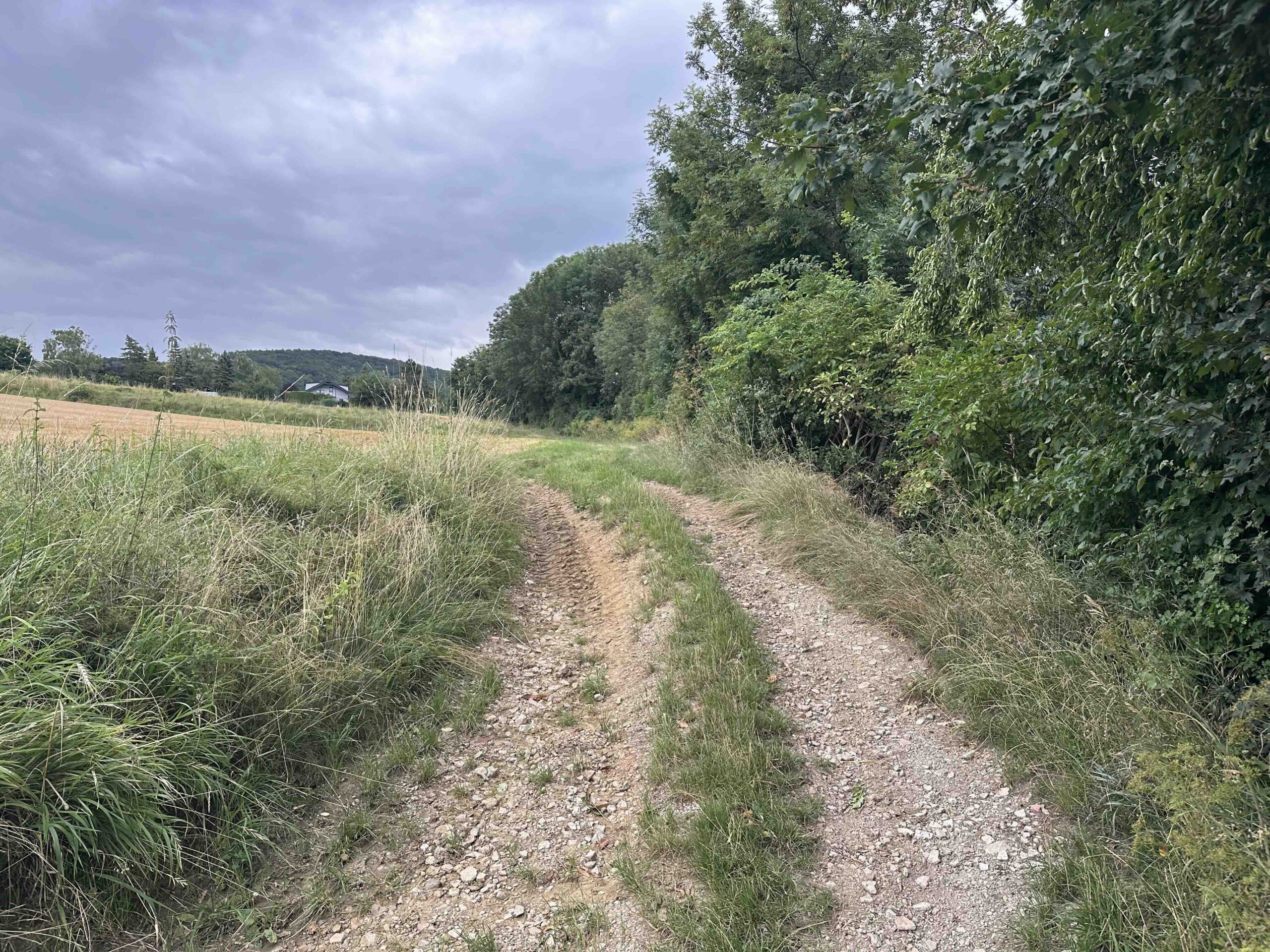 Koenigstetten-Hainbuch7