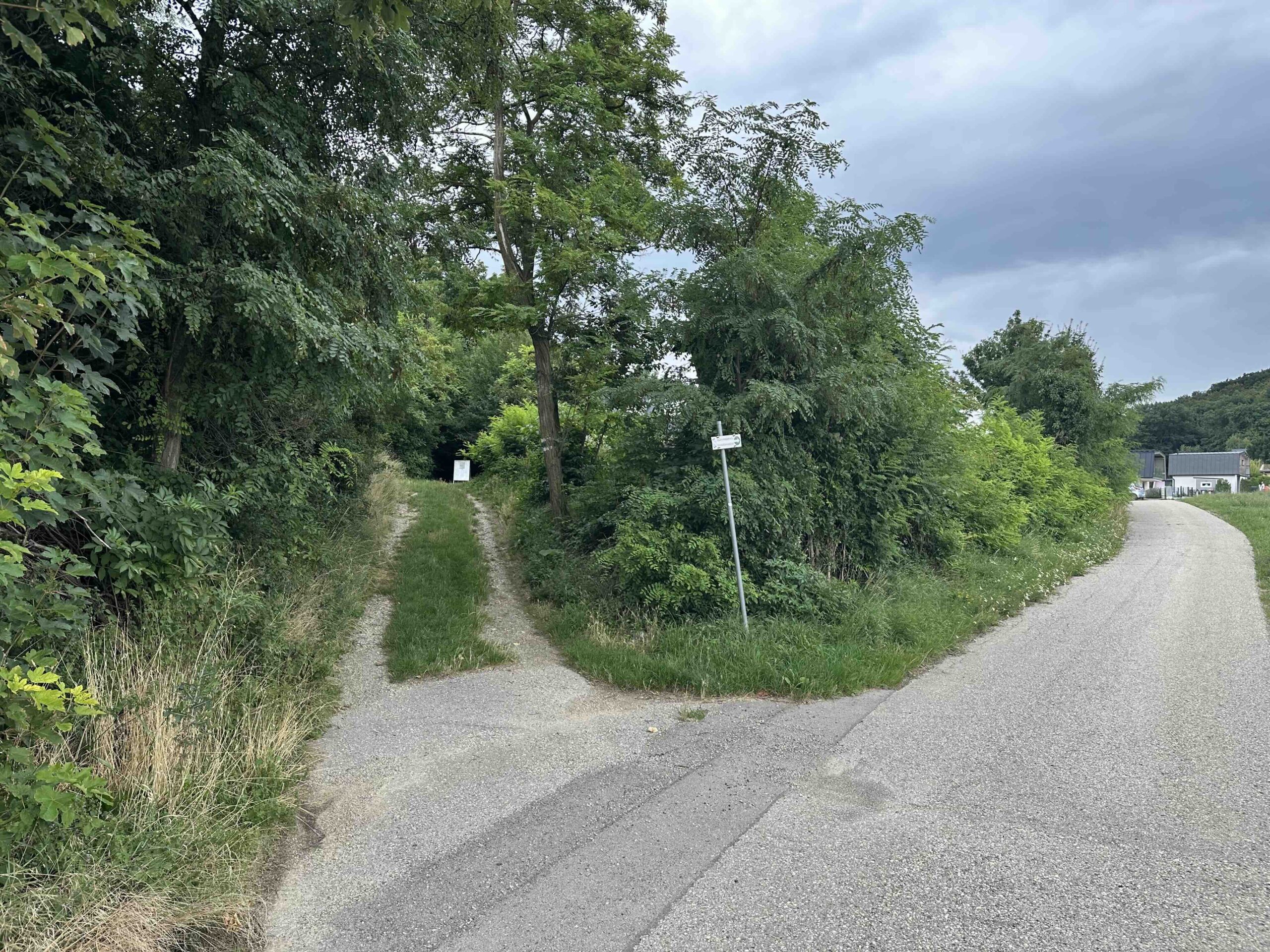 Koenigstetten-Hainbuch9