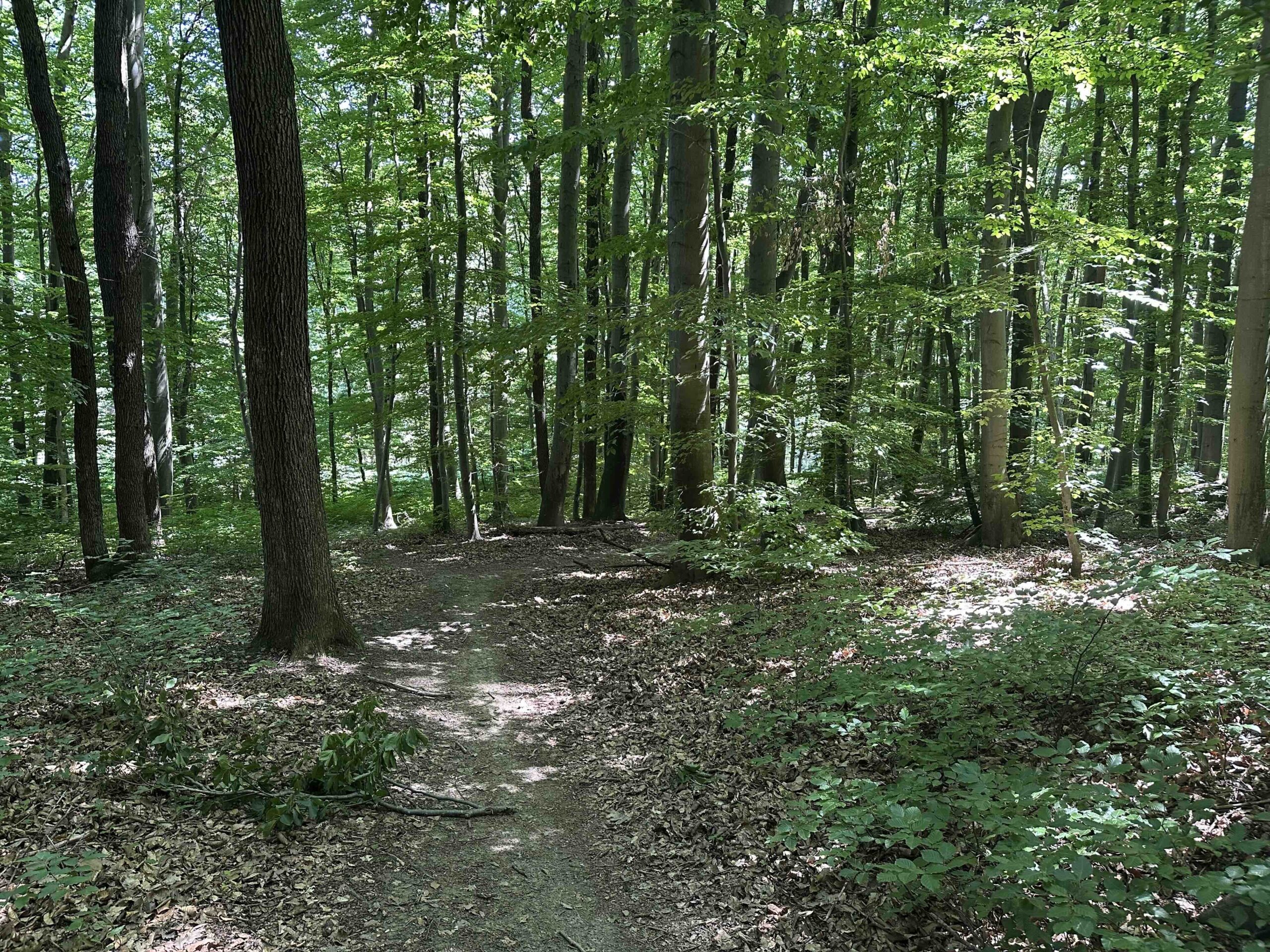 Ristelweg-Greifvogelstation11