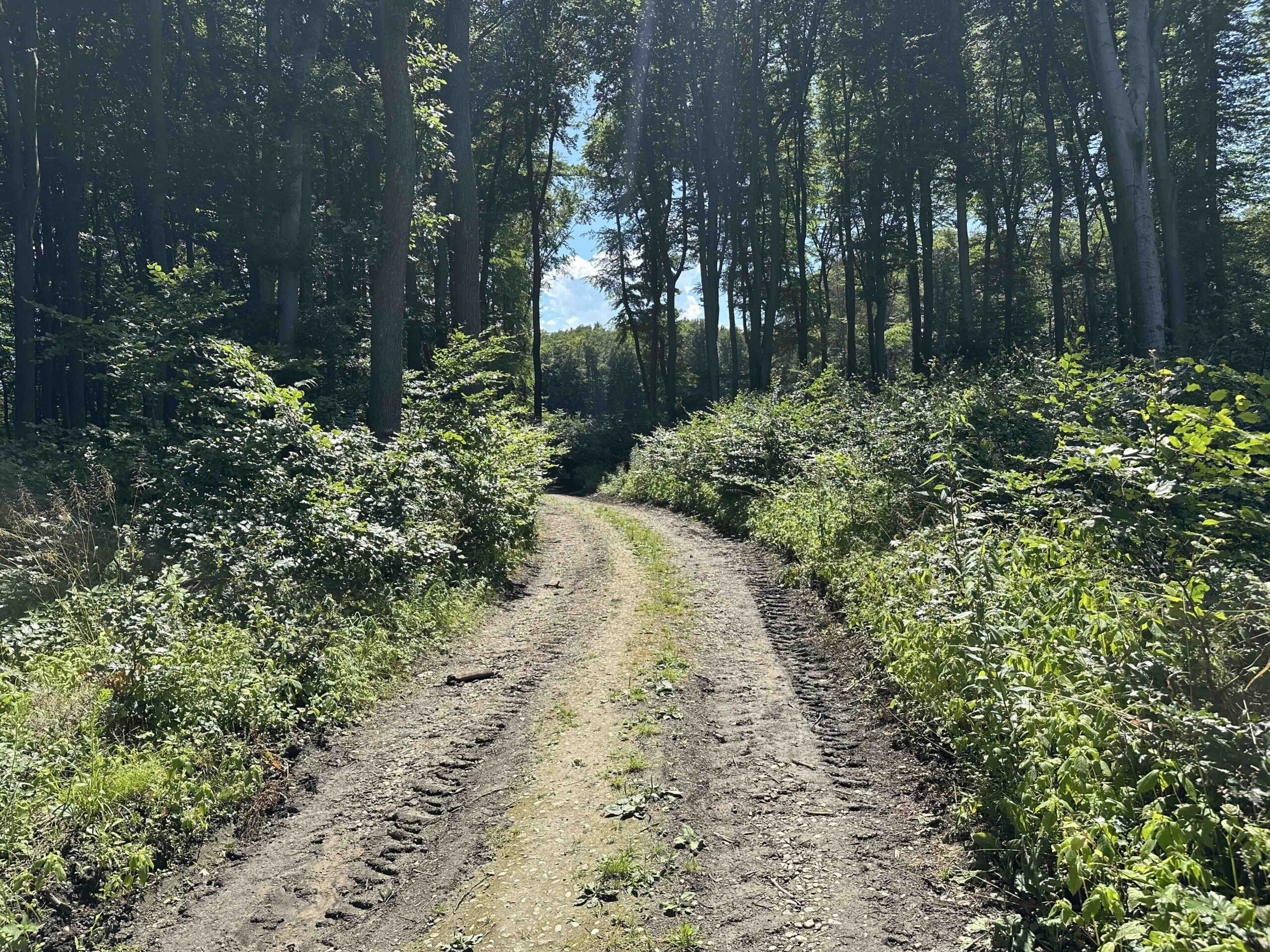 Ristelweg-Greifvogelstation3