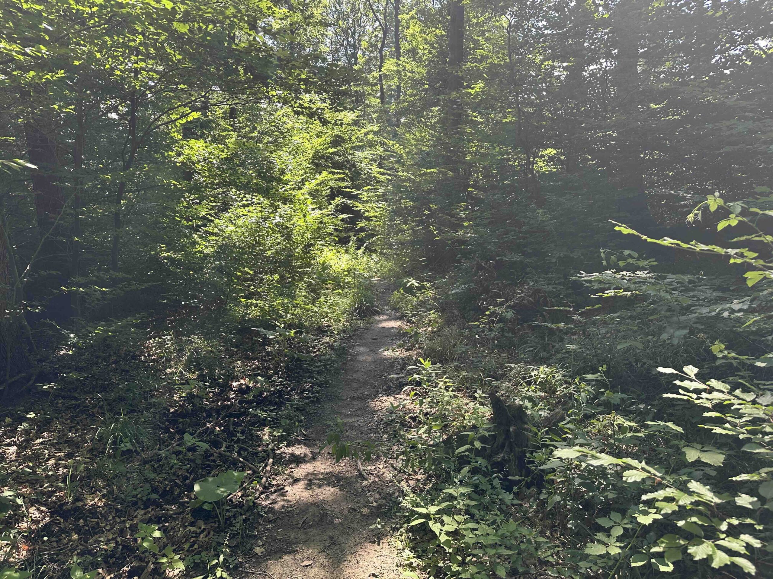 Ristelweg-Greifvogelstation7