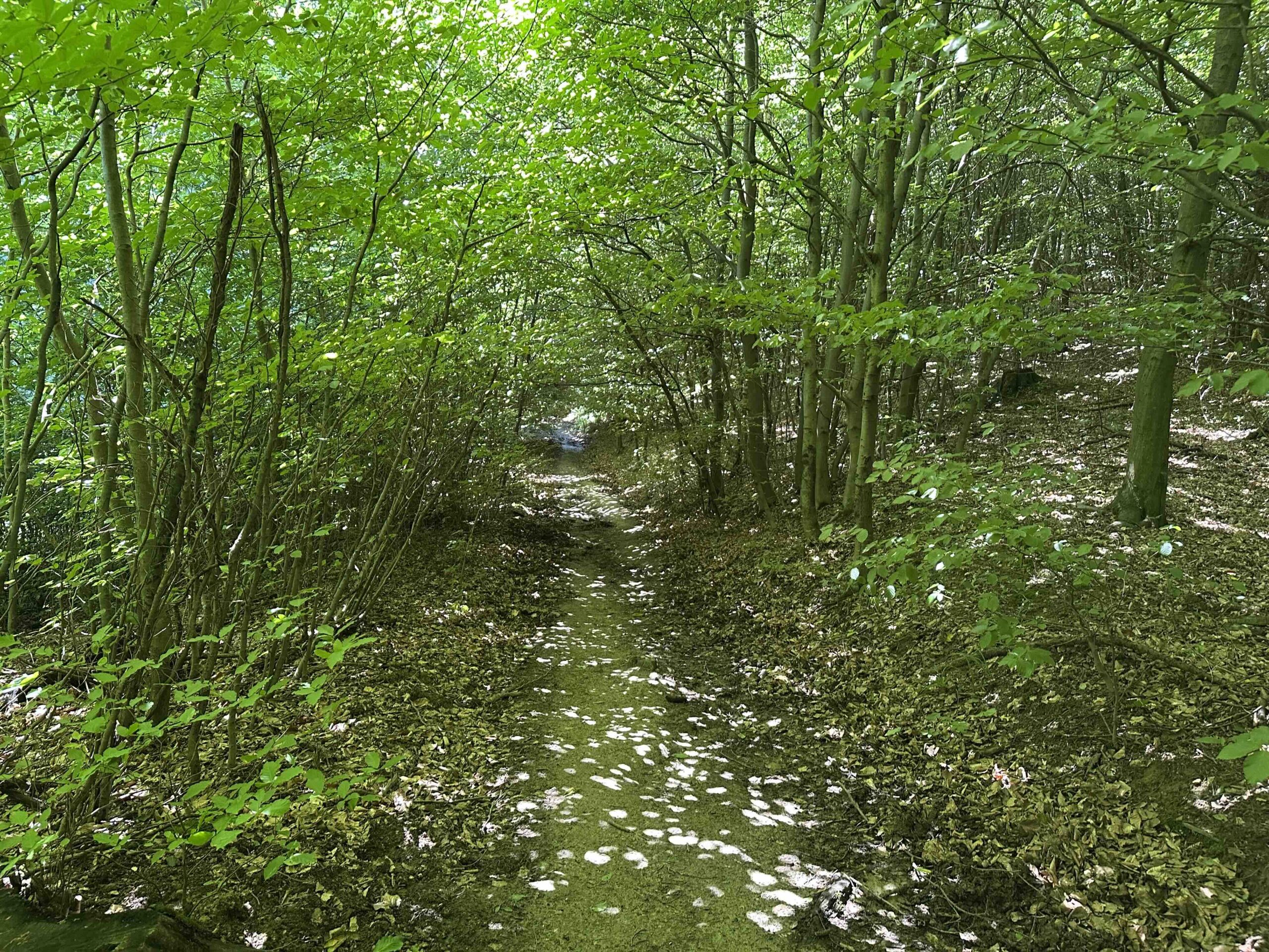 Ristelweg-Greifvogelstation9