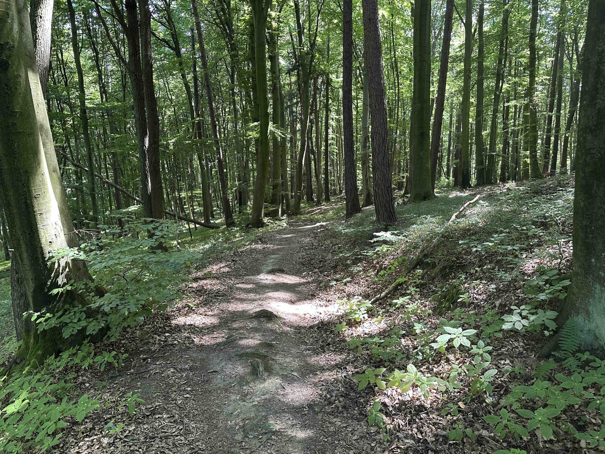 Ristelweg-Greifvogelstation10