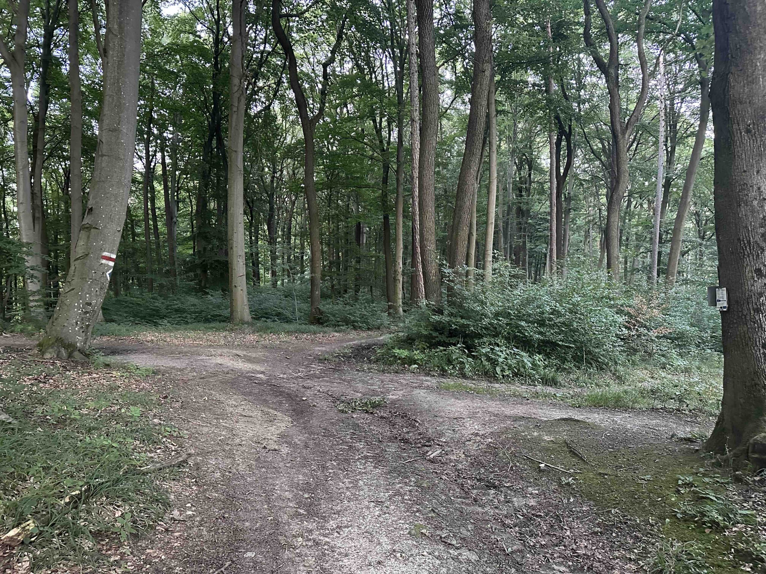 Wegknoten Schillerin