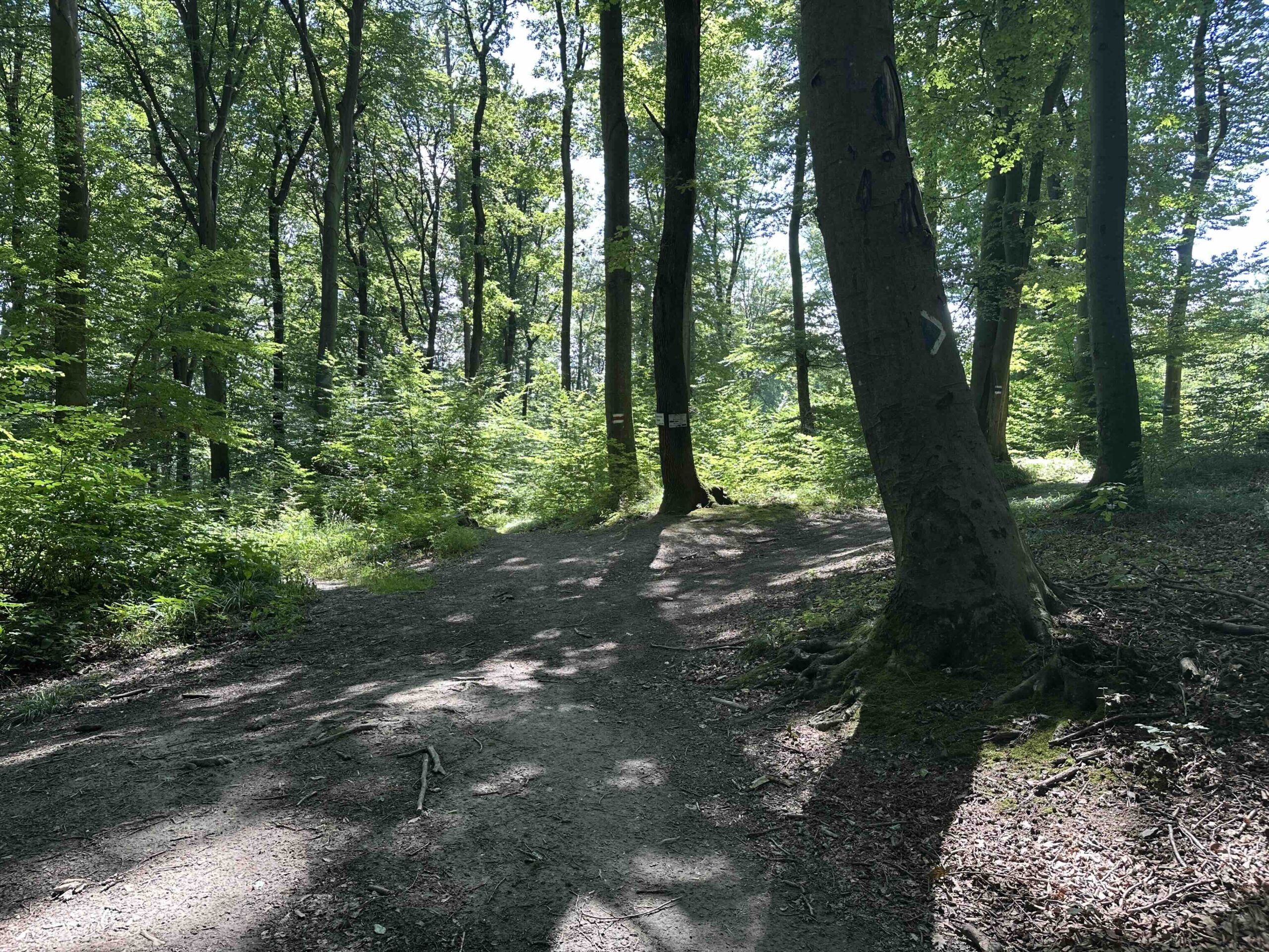 Wegknoten Schillerin