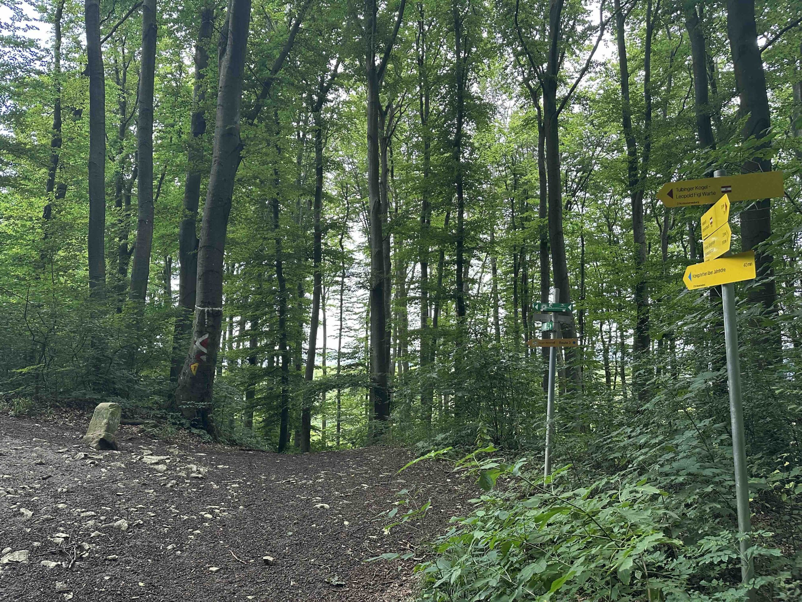 Wegknoten Tulbinger Kogel/Leopold-Figl-Warte