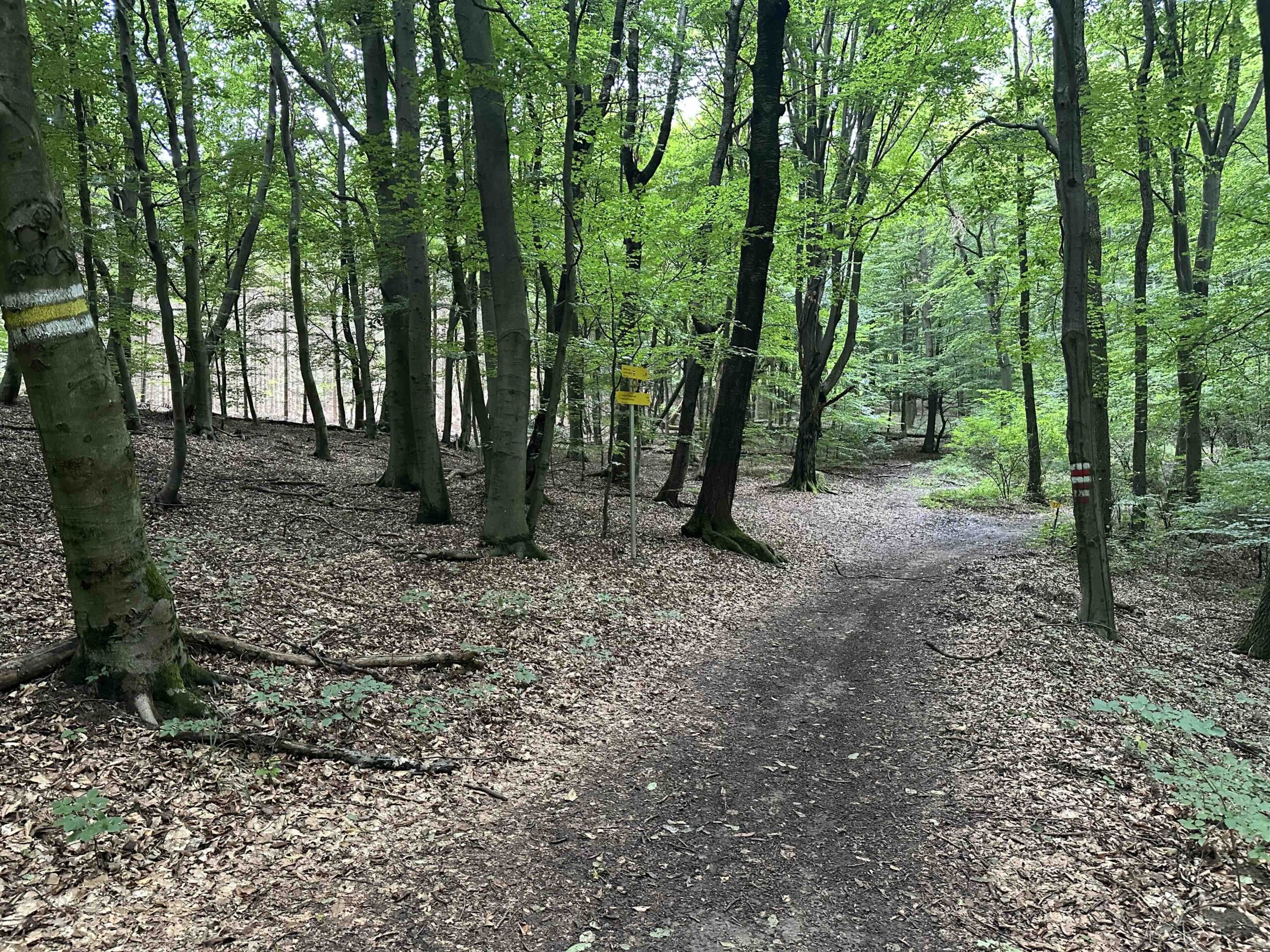 Wegknoten Tulbinger Kogel Ost