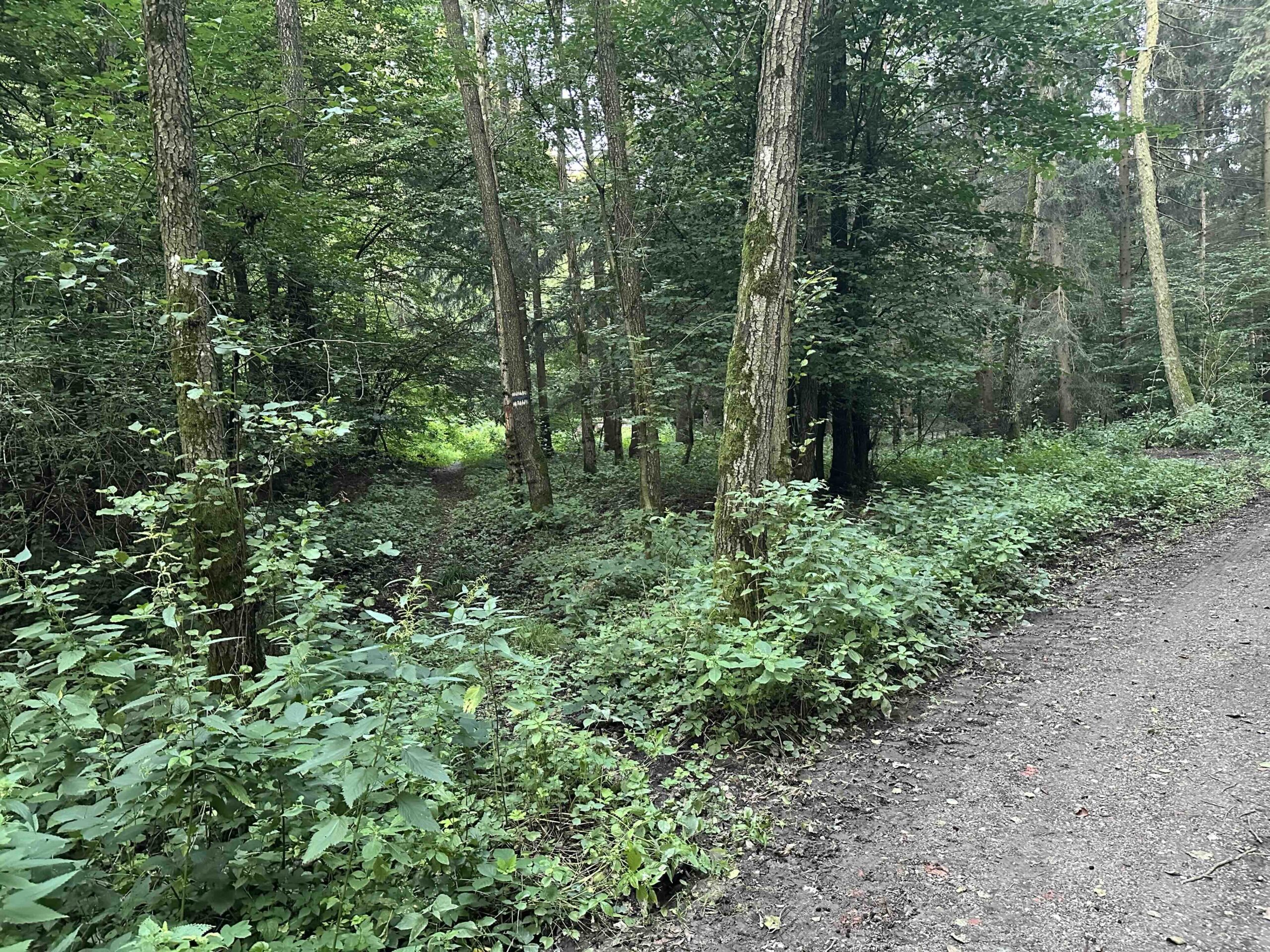 Wolfpassing-Hagenbachklamm15