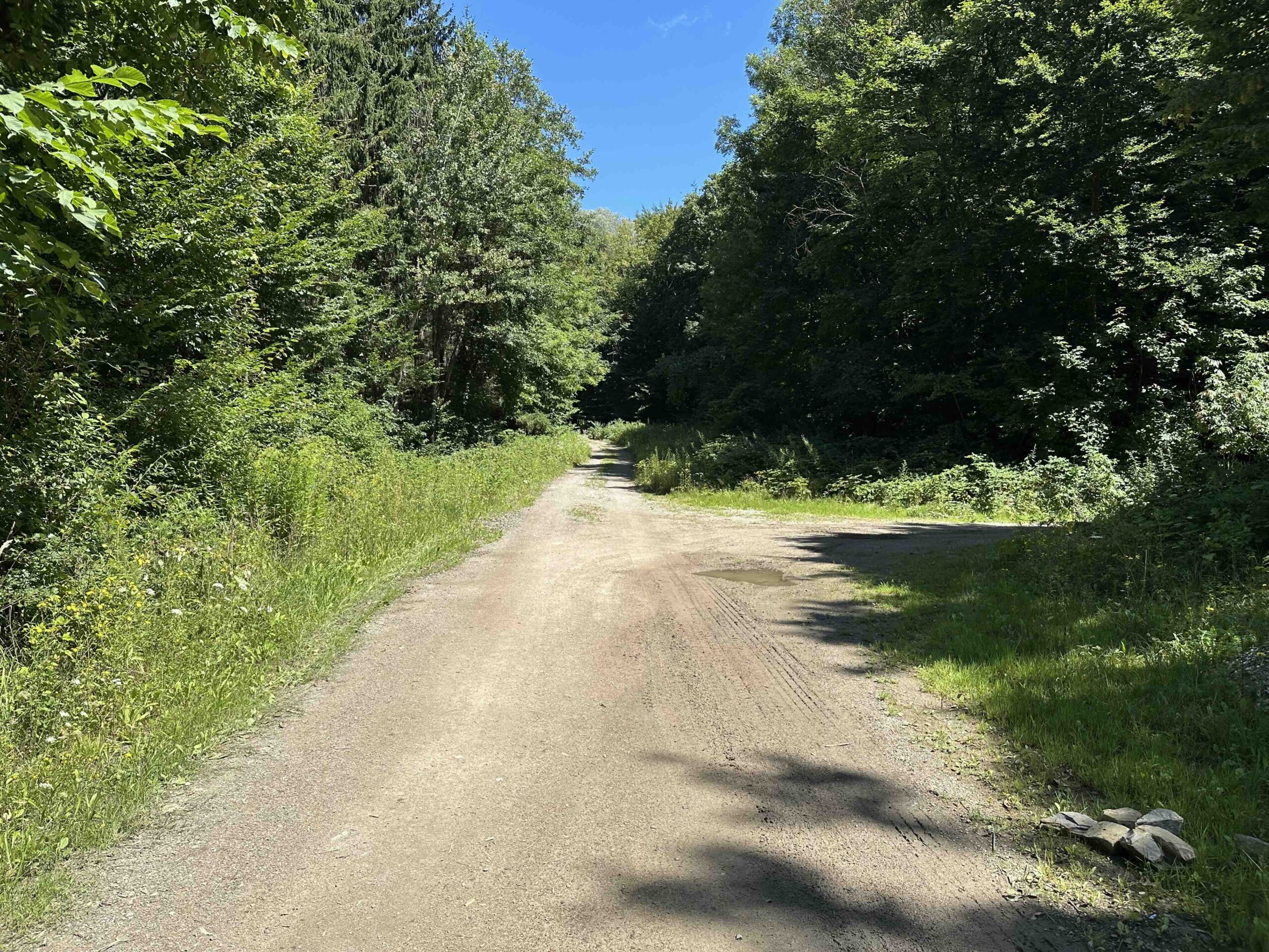 Brunnriedgraben-Bildeiche1