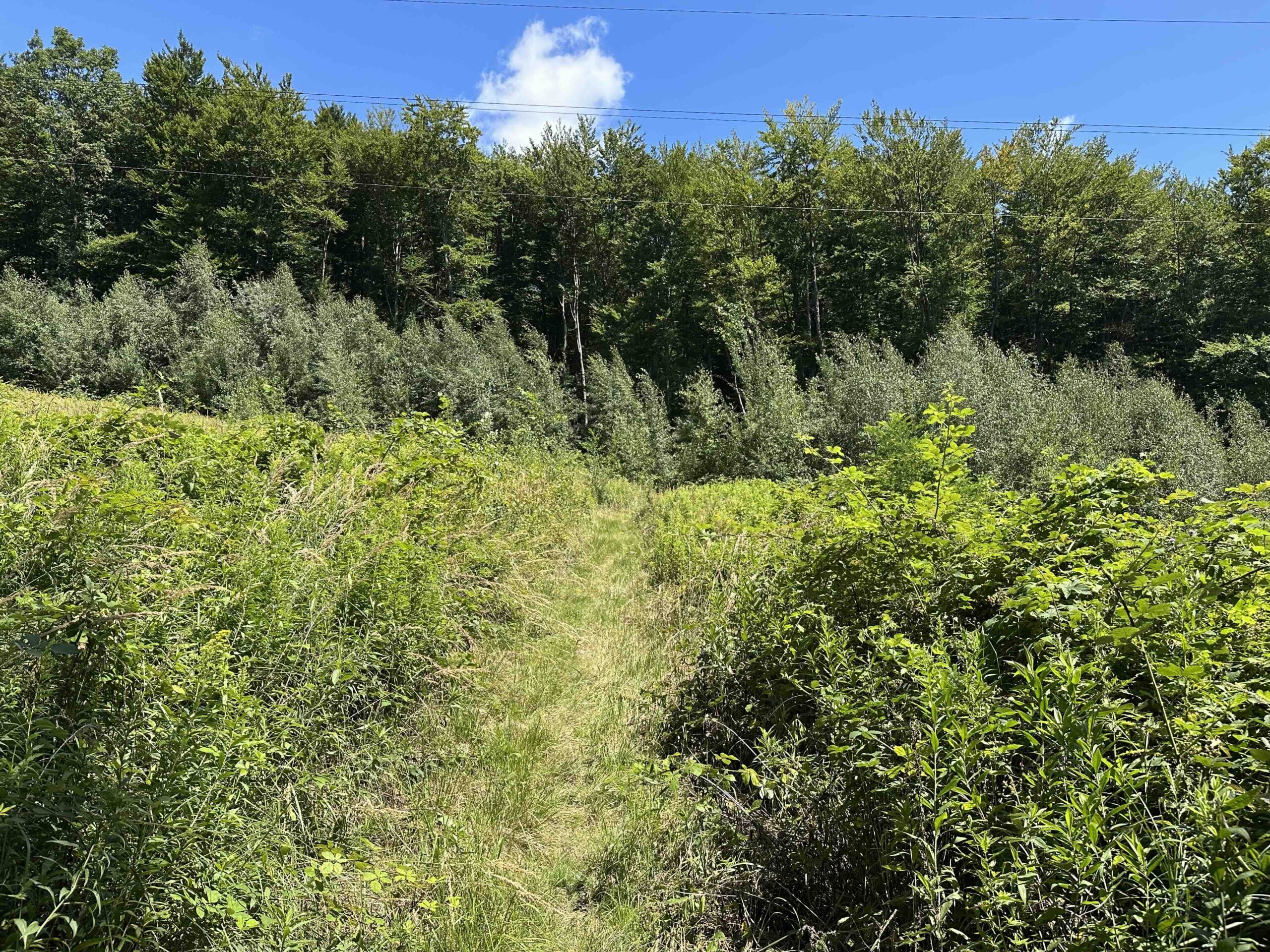 Brunnriedgraben-Bildeiche10