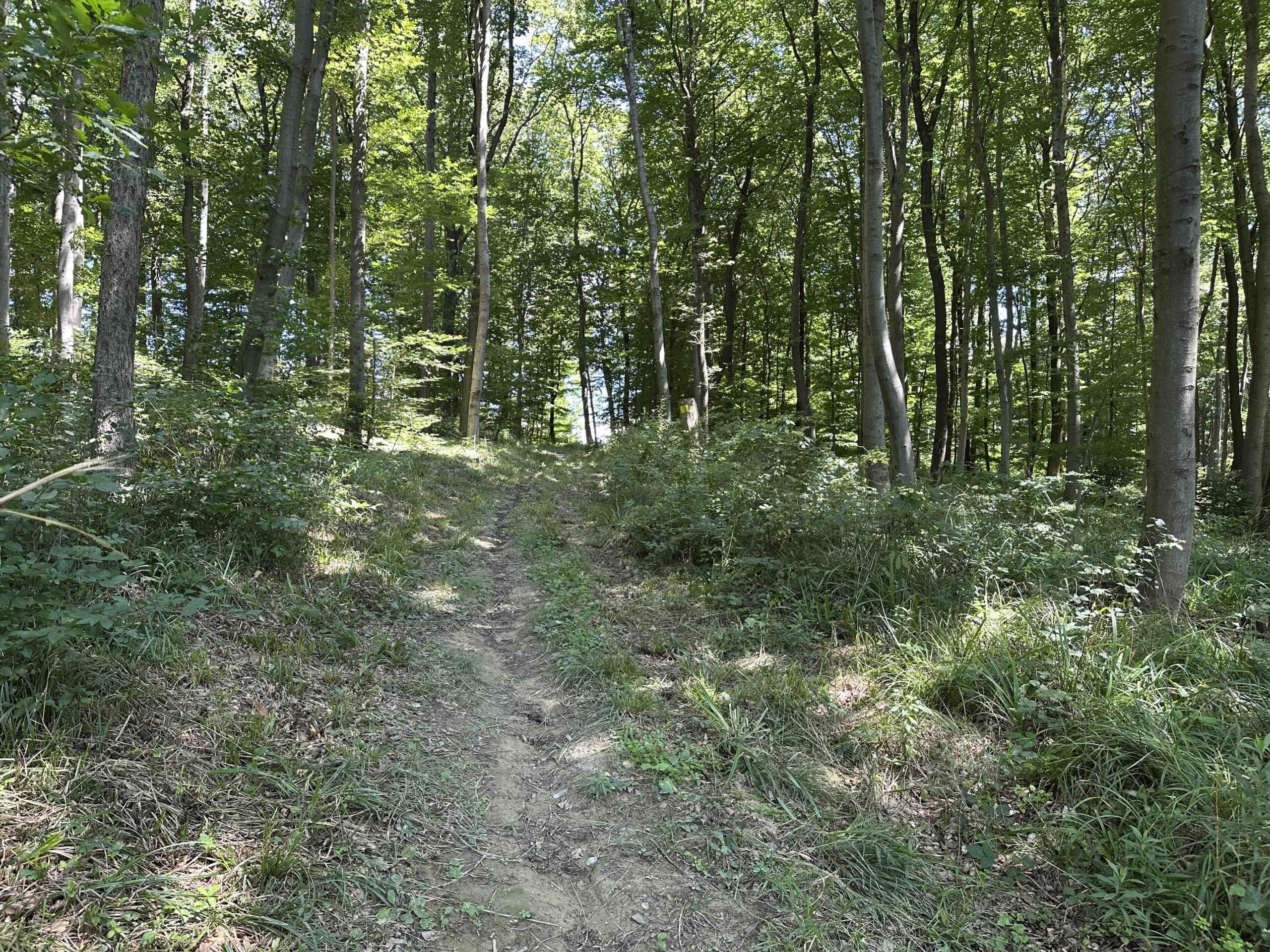 Brunnriedgraben-Bildeiche11