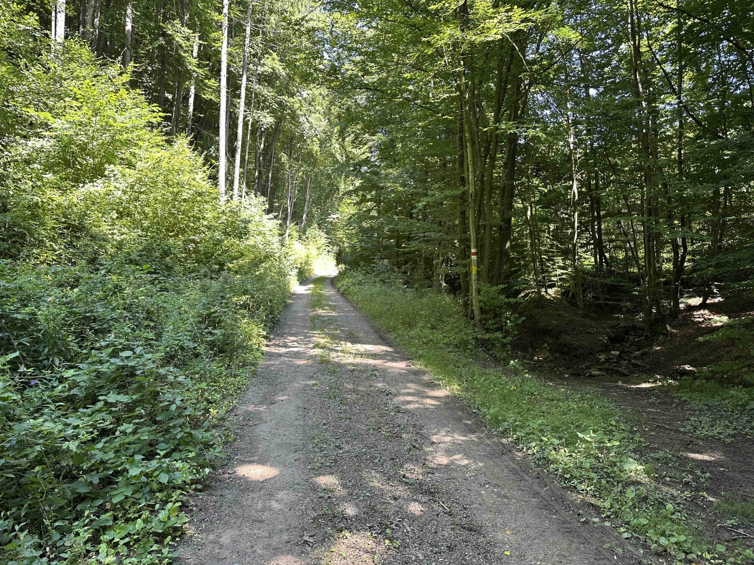 Brunnriedgraben-Bildeiche2