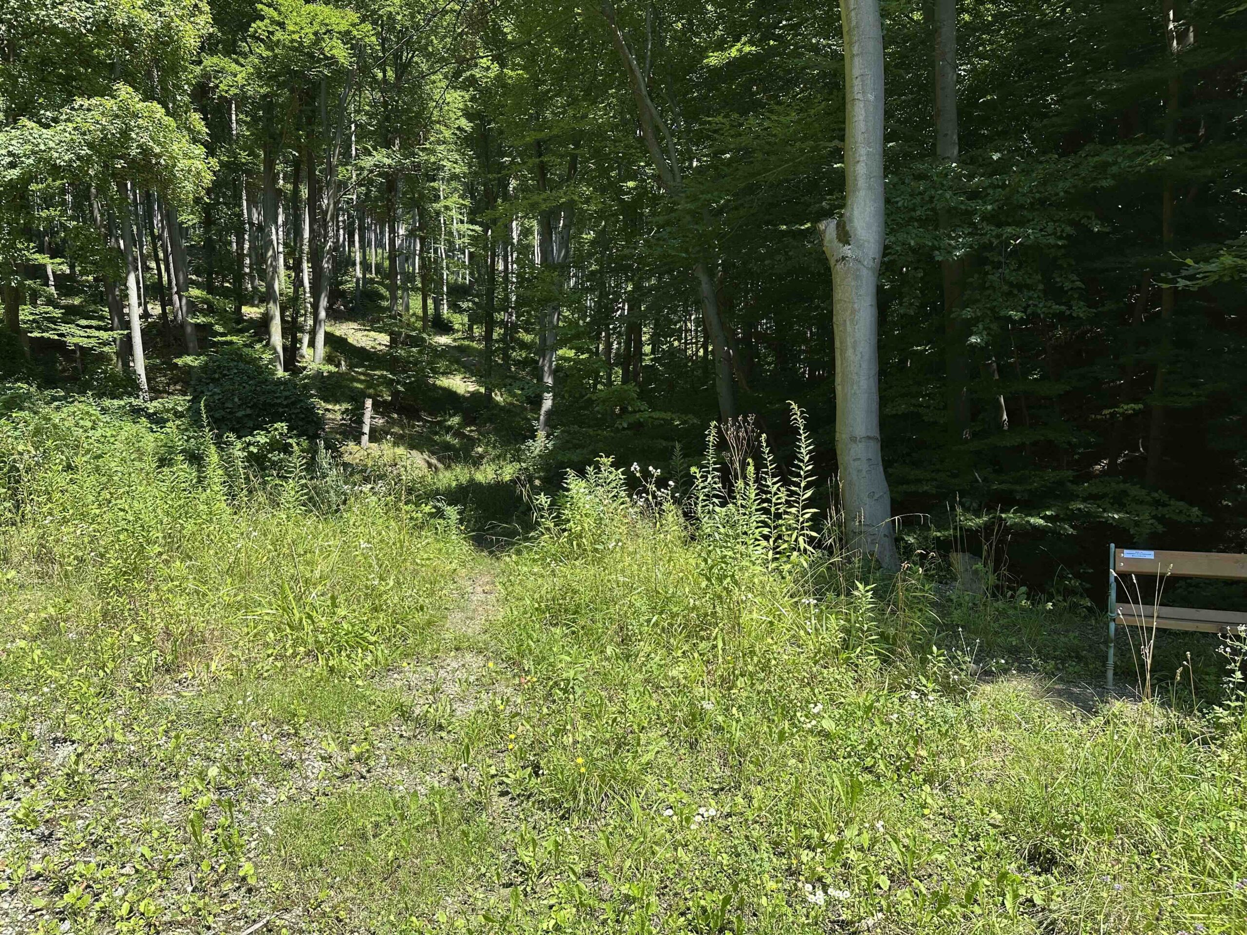 Brunnriedgraben-Bildeiche3