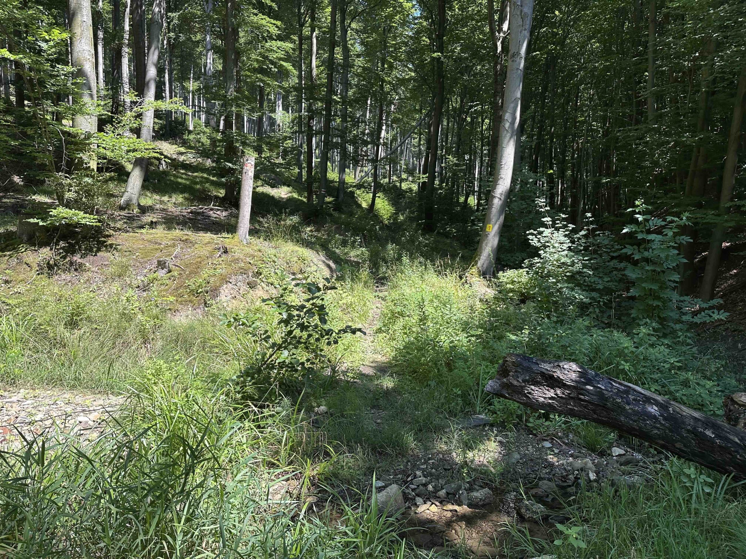 Brunnriedgraben-Bildeiche4