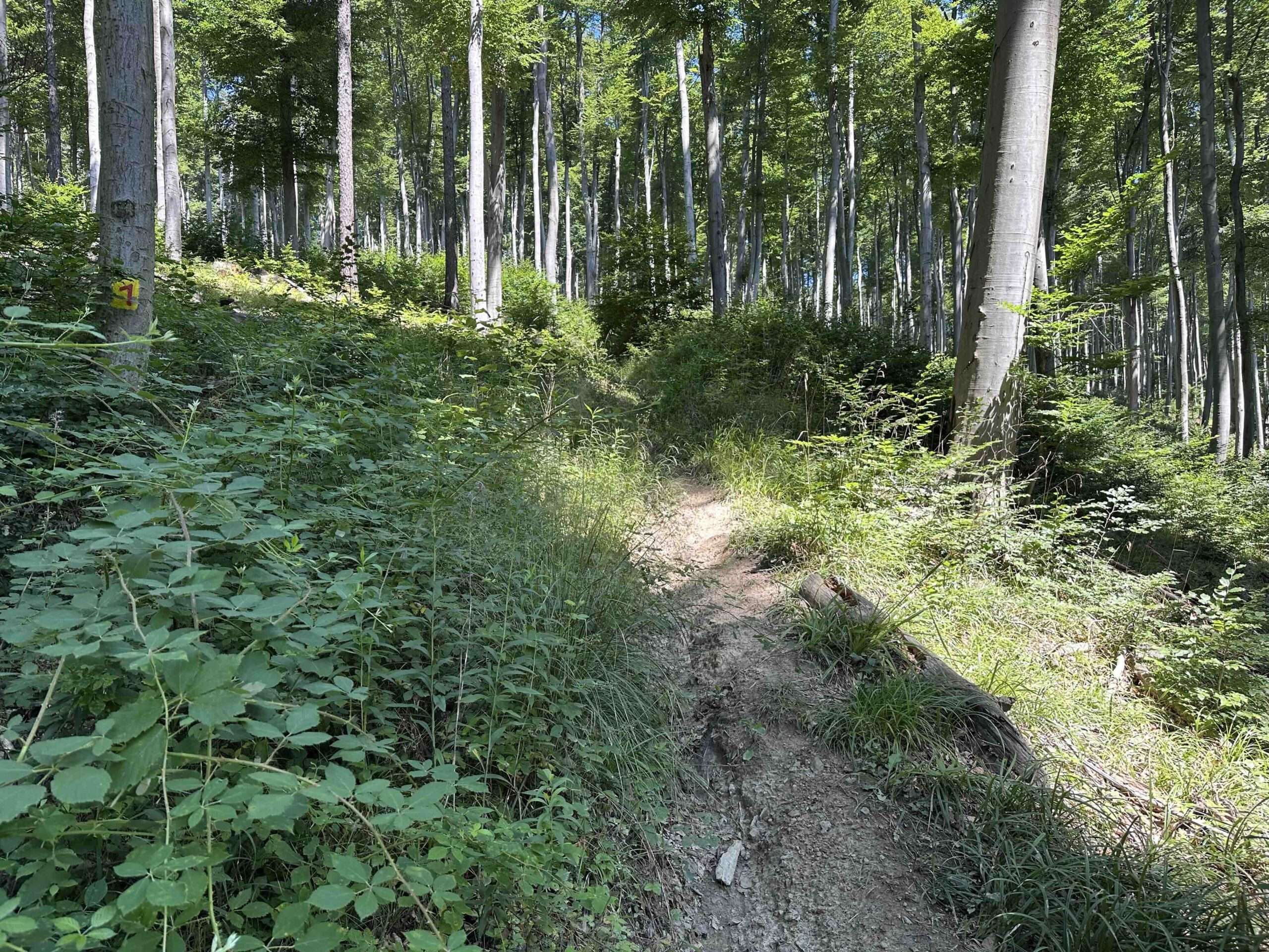 Brunnriedgraben-Bildeiche5