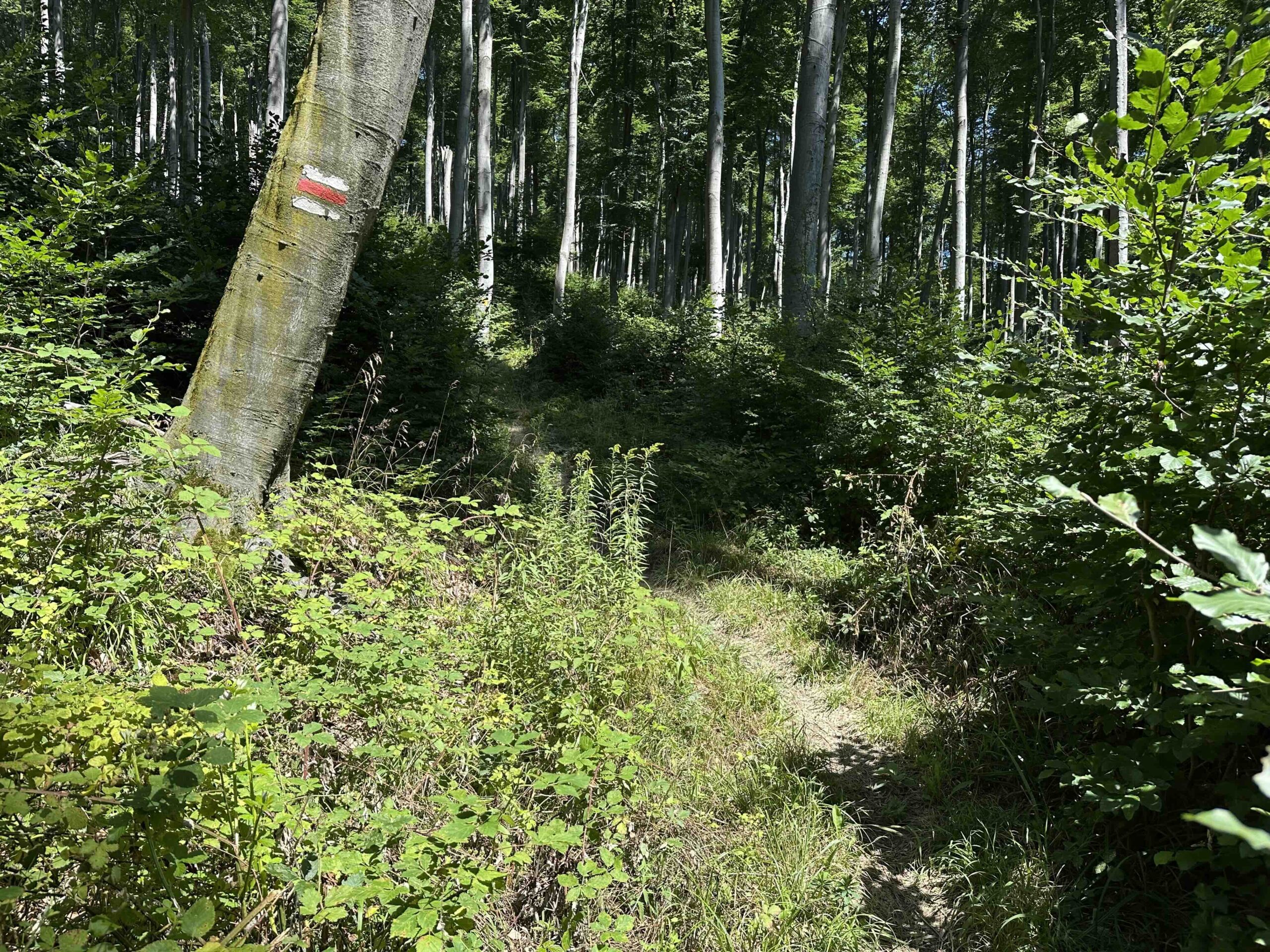 Brunnriedgraben-Bildeiche6