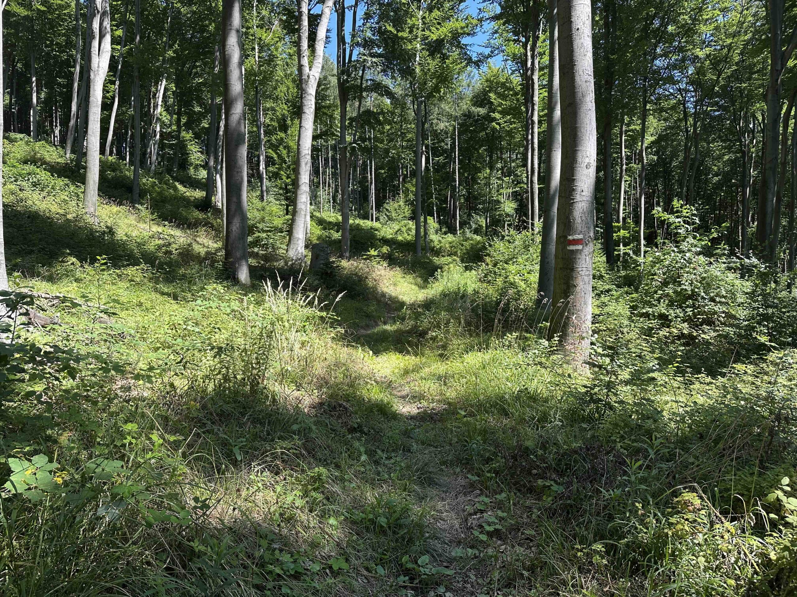 Brunnriedgraben-Bildeiche7