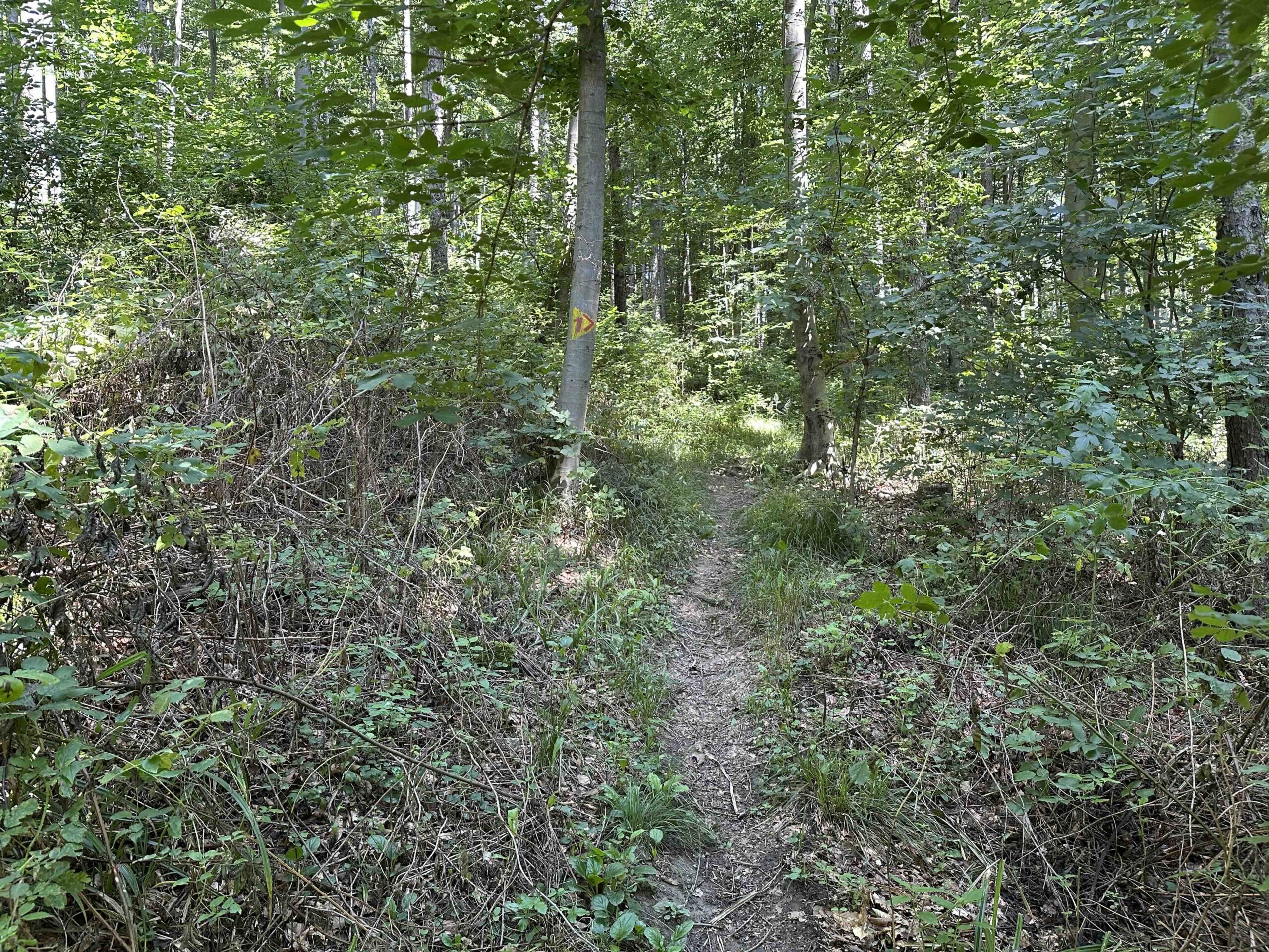 Brunnriedgraben-Bildeiche8