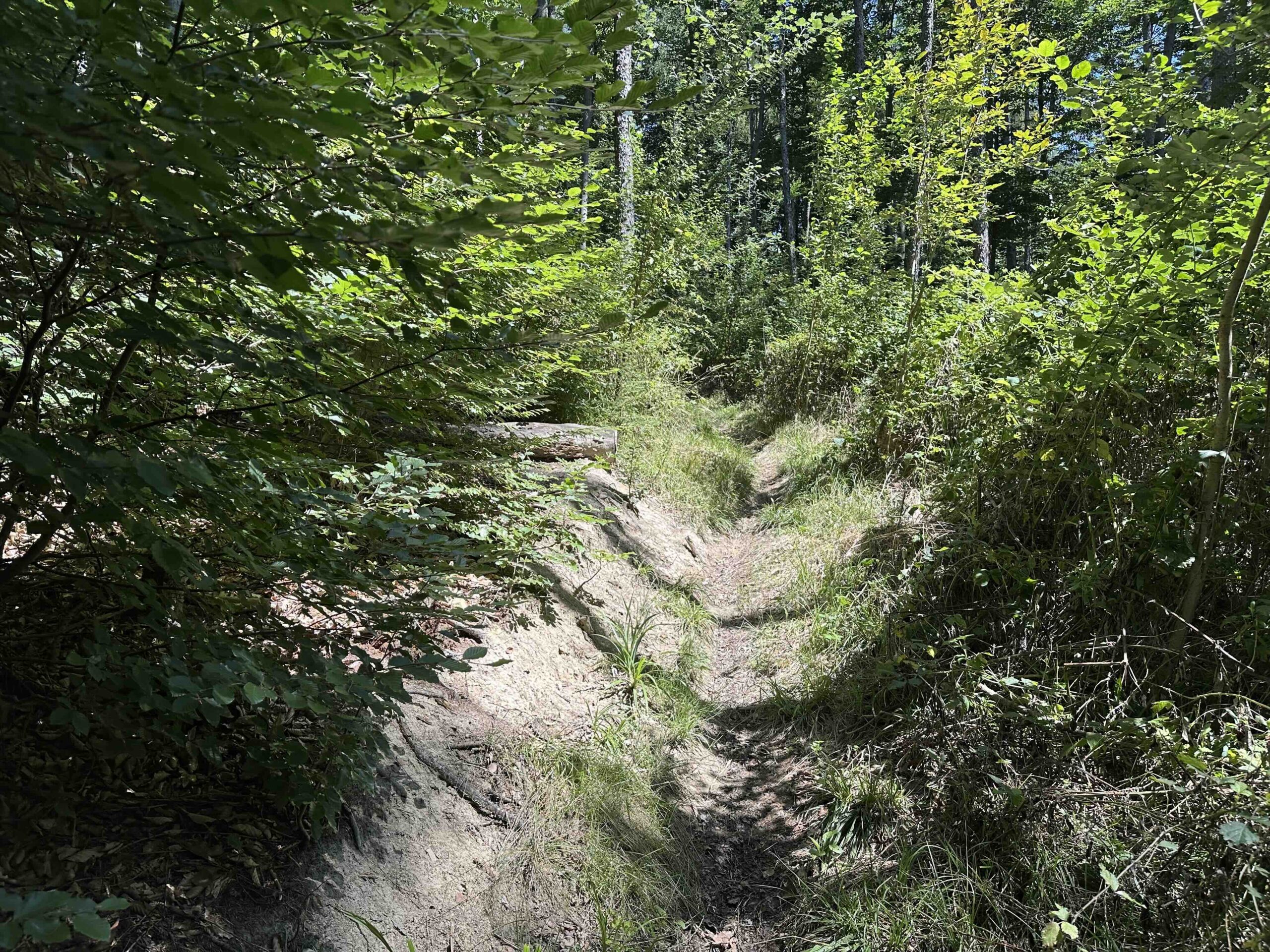 Brunnriedgraben-Bildeiche9