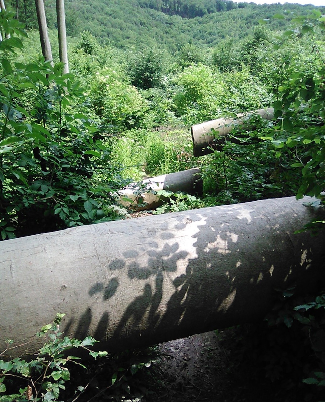 Wieder einige Bäume von den Wanderwegen entfernt