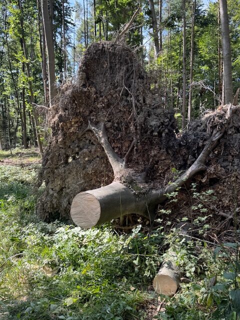 Heute einen Windbruch von einen Wanderweg entfernt!