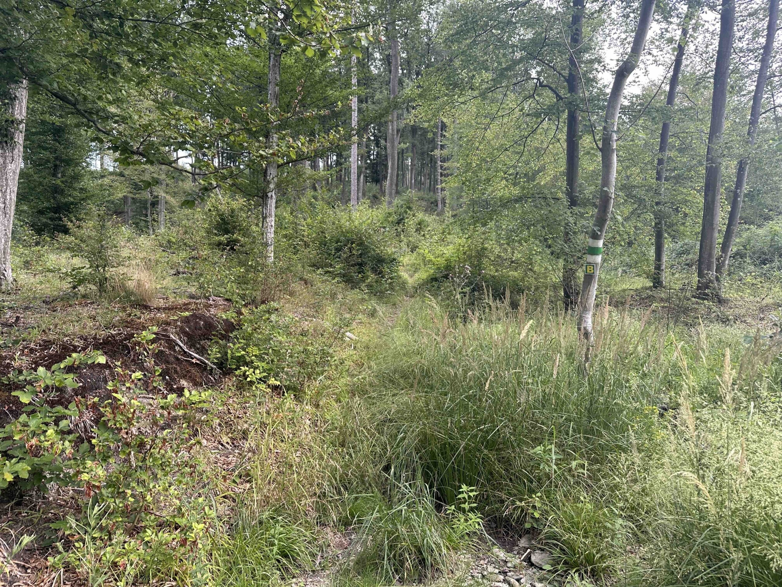InderAu-HintererSteinberg2