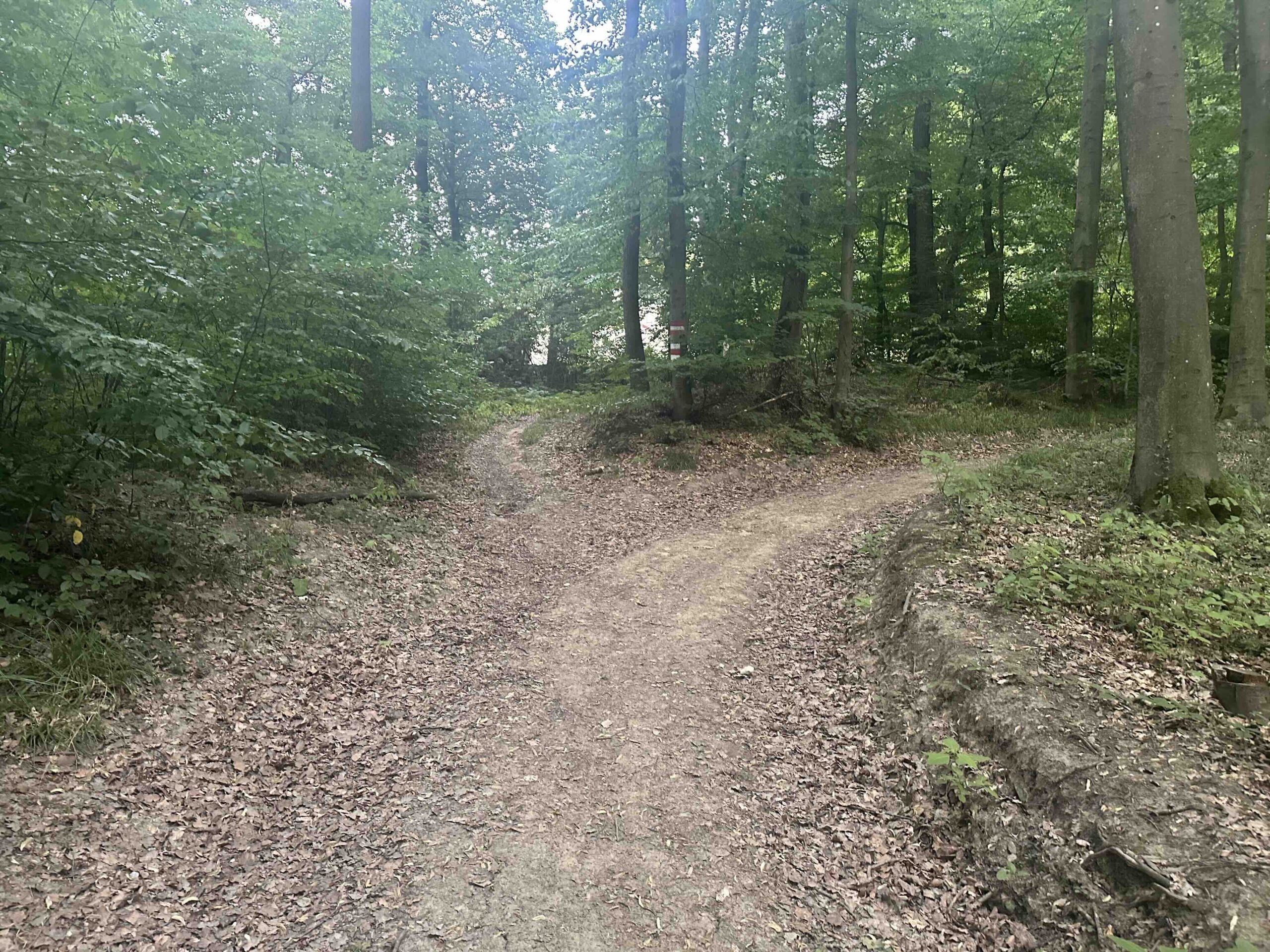 Klosterruine-Riederberg2