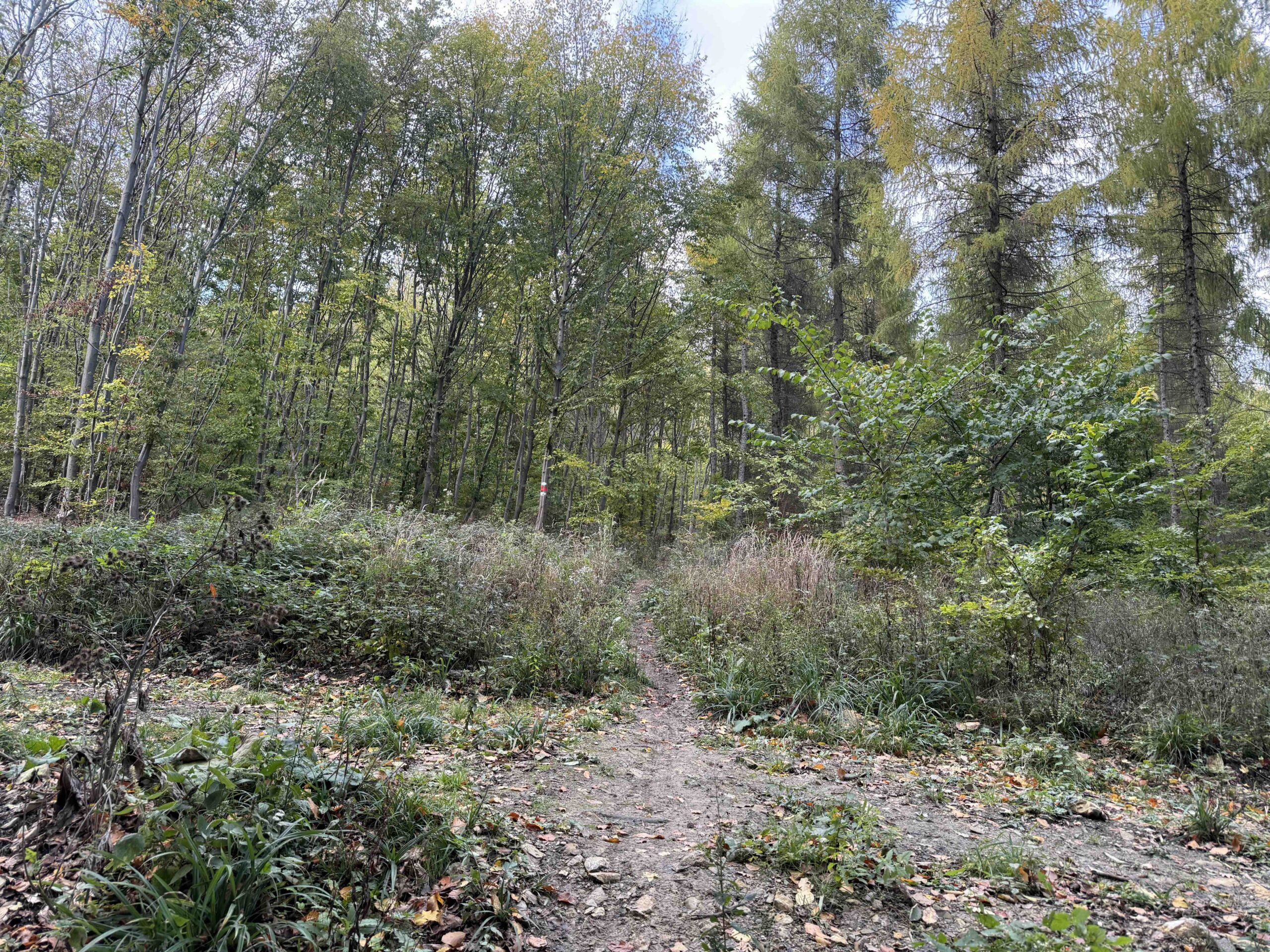 Purkersdorf-Buchberg10