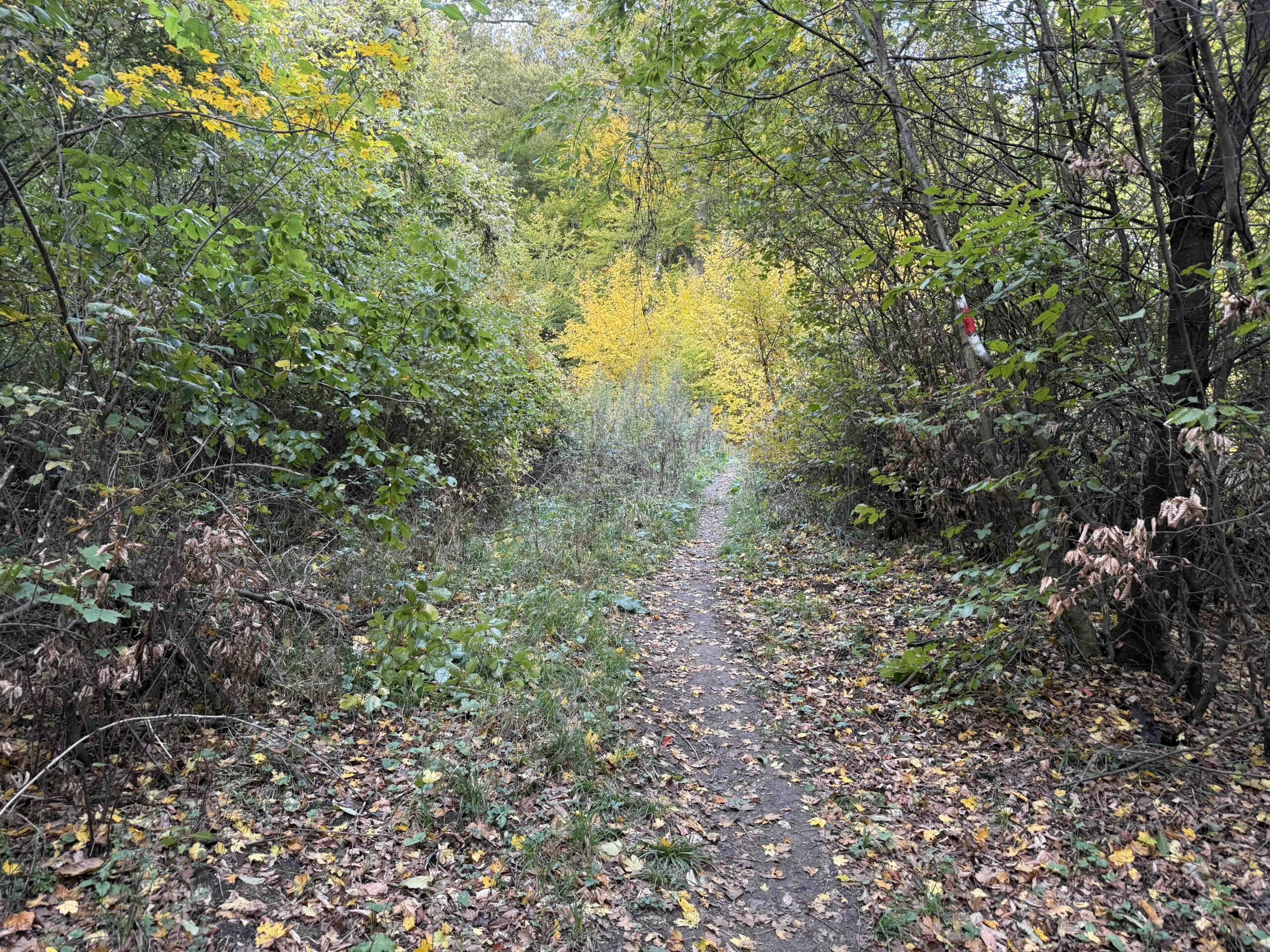 Purkersdorf-Buchberg6