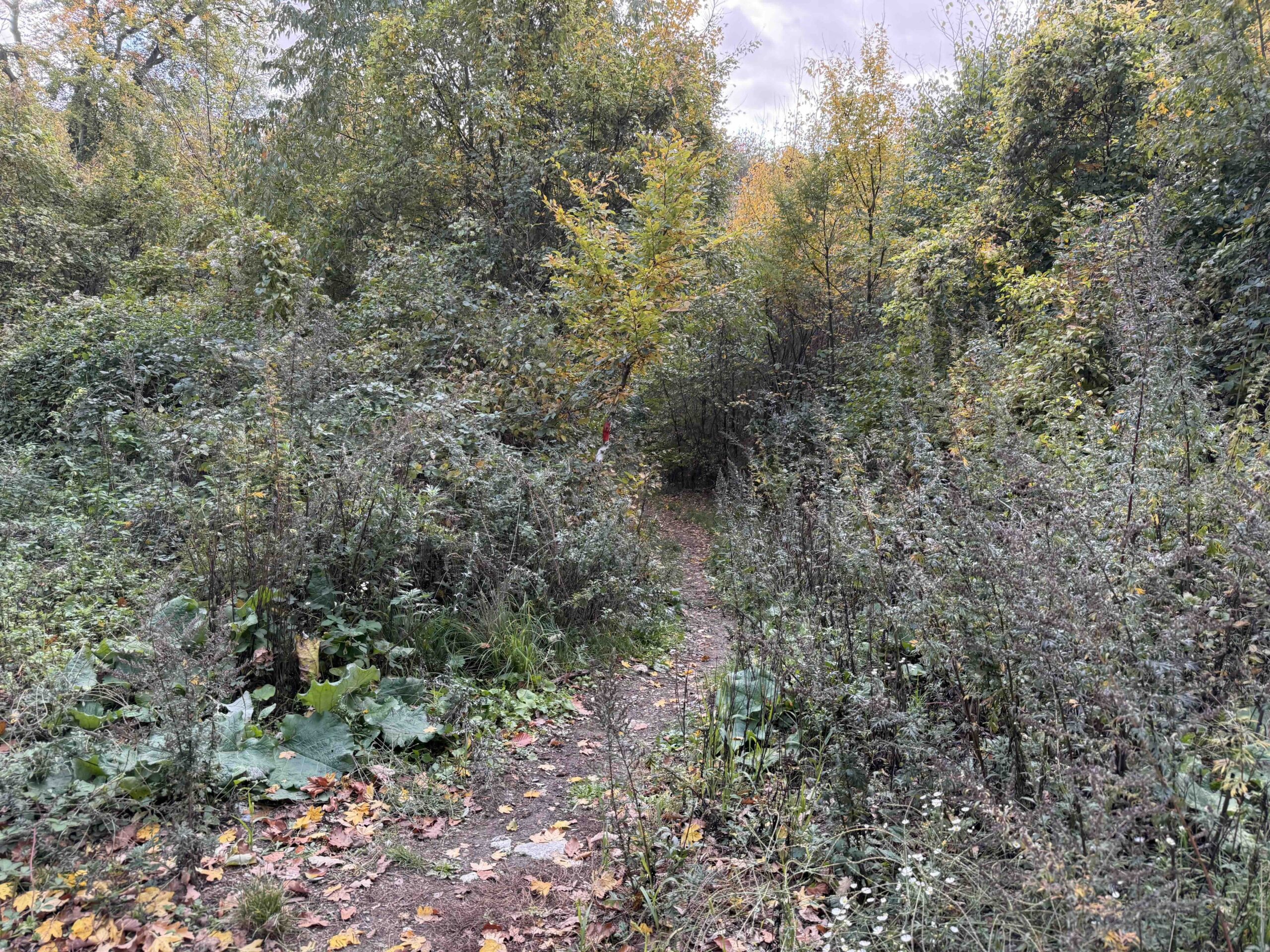 Purkersdorf-Buchberg7